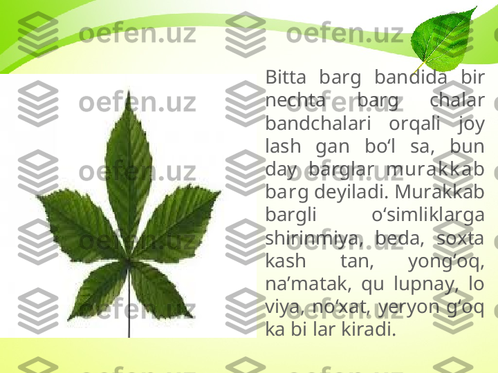 Bitta  barg  bandida  bir 
nechta  barg  chalar 
bandchalari  orqali  joy 
lash  gan  bo‘l  sa,  bun 
day  barglar  murak k ab 
barg  deyiladi .  Murakkab 
bargli  o‘simliklarga 
shirinmiya,  beda,  soxta 
kash  tan,  yong‘oq, 
na’matak,  qu  lupnay,  lo 
viya,  no‘xat,  yeryon  g‘oq 
ka bi lar kiradi. 