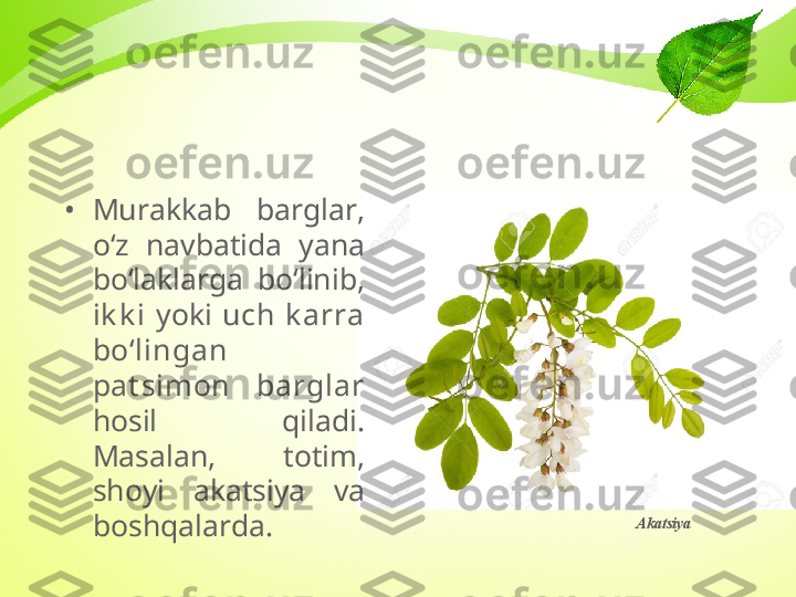 Akatsiya•
Murakkab  barglar, 
o‘z  navbatida  yana 
bo‘laklarga  bo‘linib, 
ik k i   yoki  uch  k arra 
bo‘lingan 
pat simon  barglar  
hosil  qiladi. 
Masalan,  totim, 
shoyi  akatsiya  va 
boshqalarda. 