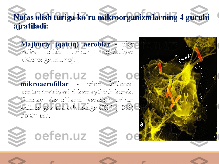 Nafas olish turiga ko'ra mikroorganizmlarning 4 guruhi 
ajratiladi:
 
Majburiy  (qattiq)  aeroblar  -  ular 
nafas  olish  uchun  molekulyar 
kislorodga muhtoj.
 
mikroaerofillar   -  erkin  kislorod 
kontsentratsiyasini  kamaytirish  kerak. 
Bunday  sharoitlarni  yaratish  uchun 
kultura gaz aralashmasiga CO2 (10%) 
qo'shiladi. 