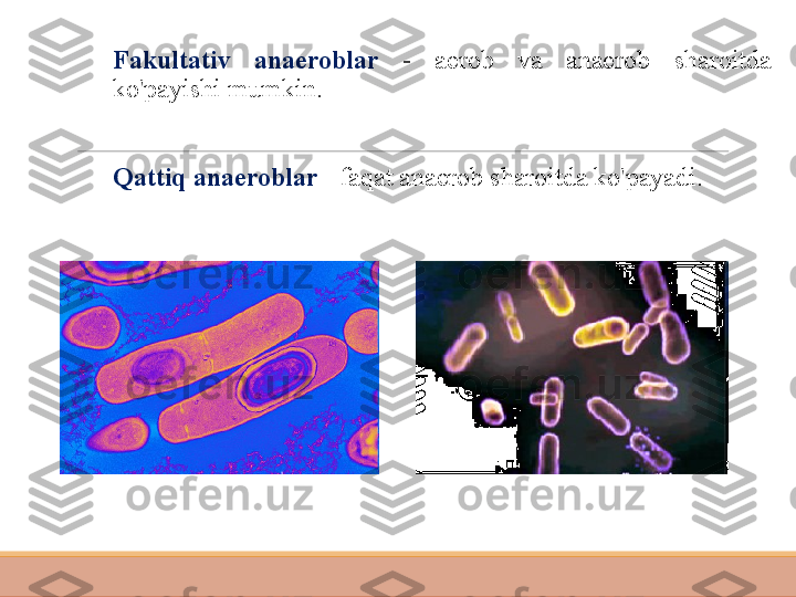  
Fakultativ  anaeroblar  -  aerob  va  anaerob  sharoitda 
ko'payishi mumkin.
 
Qattiq anaeroblar  - faqat anaerob sharoitda ko'payadi. 