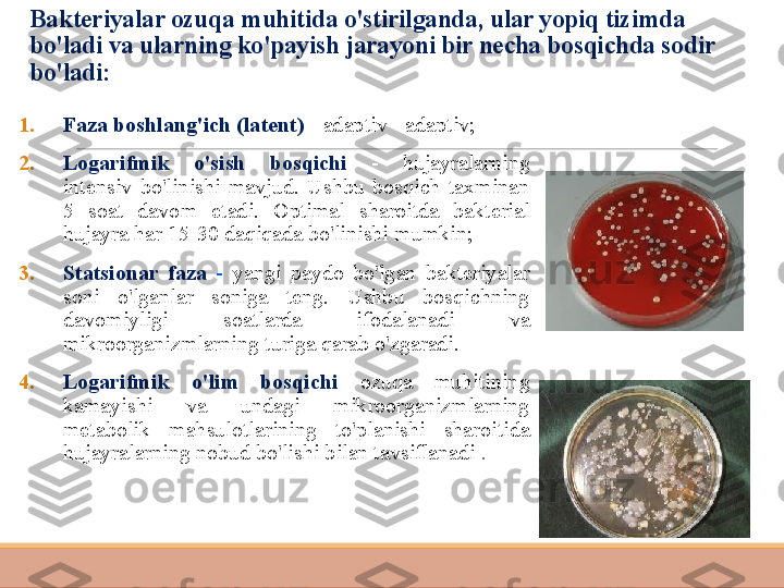 Bakteriyalar ozuqa muhitida o'stirilganda, ular yopiq tizimda 
bo'ladi va ularning ko'payish jarayoni bir necha bosqichda sodir 
bo'ladi:
1. Faza boshlang'ich (latent)  - adaptiv - adaptiv;
2. Logarifmik  o'sish  bosqichi  -  hujayralarning 
intensiv  bo'linishi  mavjud.  Ushbu  bosqich  taxminan 
5  soat  davom  etadi.  Optimal  sharoitda  bakterial 
hujayra har 15-30 daqiqada bo'linishi mumkin;
3. Statsionar  faza  -  yangi  paydo  bo'lgan  bakteriyalar 
soni  o'lganlar  soniga  teng.  Ushbu  bosqichning 
davomiyligi  soatlarda  ifodalanadi  va 
mikroorganizmlarning turiga qarab o'zgaradi.
4. Logarifmik  o'lim  bosqichi  ozuqa  muhitining 
kamayishi  va  undagi  mikroorganizmlarning 
metabolik  mahsulotlarining  to'planishi  sharoitida 
hujayralarning nobud bo'lishi bilan tavsiflanadi  . 