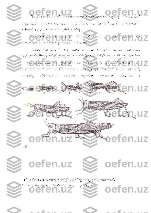 Bu   yuqorida   ko’rib   chiqqan   organlar   sistemalari   hayotiy       individual
organlardir.   Jinsiy   sistemalarning   biologik     vazifasi   ko’payish   funktsiyasini
bajaradi va shu bilan o’z  turini  saqlaydi. 
Hasharotlar   odatda, ayrim jinsli bo’lib, shu bilan baravar ularda jinsiy
dimorfizm ko’pincha ruyi-rost bilinib turadi. 
Erkak   hasharot   jinsiy   organlari   tuzilishidagi   farqdan   tashqari,
ikkilamchi jinsiy belgilariga, chunonchi: katta-kichikligiga, turli ortiqlari bor
–   yuqligiga,   rangiga,   yashash   va   hokazolarga   qarab   ham   urg’ochi
hasharotlardan   farq   qilishi   mumkin.   Lekin   qaysi   jins   bo’lishidan   tashqari,
umumiy   o’xshashlik   belgilar,   ayniqsa   embrional   davrida   b
o’
ladi.
T o’ li q siz  o’ zgaruvchan ch i girtka n ing rivojlanish sxemasi.
/ — tuxum;  2—6  — lnchinkalar;  7  — etuk zot. 