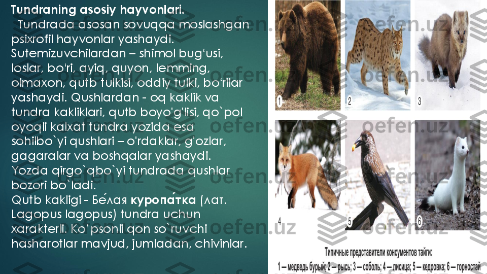 Tundraning asosiy hayvonlari.	
Tundrada asosan sovuqqa moslashgan 	
psixrofil hayvonlar yashaydi. 
Sutemizuvchilardan 	–	shimol bug	ʻusi, 	
loslar, bo	ʻri, ayiq, quyon, lemming, 	
olmaxon, qutb tulkisi, oddiy tulki, bo	ʻrilar 	
yashaydi. Qushlardan 	-	oq kaklik va 	
tundra kakliklari, qutb boyo'g'lisi, qo`pol 
oyoqli kalxat tundra yozida esa 
sohilbo`yi qushlari 	–	o'rdaklar, g'ozlar, 	
gagaralar va boshqalar yashaydi. 
Yozda qirgo`qbo`yi tundrada qushlar 
bozori bo`ladi. 
Qutb kakligi 	-	Бе	́лая	куропа	́тка	(лат	. 	
Lagopus lagopus) tundra uchun 
xarakterli. Ko	’psonli qon so`ruvchi 	
hasharotlar mavjud, jumladan, chivinlar.  