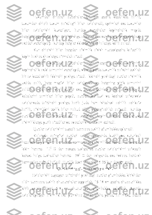 Tuxumdan   chiqqan   qurtchalar   2,4   mm   gacha   kattalikda   bo’lib,
tuxumdan   chiqib   tuxum   po’stlog’i   bilan   oziqlanadi,   ayrimlari   esa   tuxumlar
bilan   oziqlanishi   kuzatilgan,   bunday   qurtchalar   keyinchalik   mayda
barglarning mag’zi bilan oziqlanishga o’tadilar (asosan barg to’qimasini barg
ostidan zararlaydi). Bunday barglar sklet (g’alvir) holatiga kelib qoladi.
Kun   chiqishi   bilan   bargdan   o’simlik   o’sish   nuqtasigacha   ko’tarilib
keyin boshqa shoxlarga o’rmalab o’tadi.
Birinchi   yoshdagi   qurtchalar   oldin   bargning   ustki   tomonini,
keyinchalik ostki tomonini zararlaydi, va shu yerda tuxumlik po’stini tashlab
bir  oz  kattalashib ikkinchi yoshga  o’tadi.  Ikkinchi  yoshdagi  qurtlar o’simlik
ustida   qolib,   barg   mag’zi   bilan   oziqlanadi   va   bargning   yirik   tomonini
qoldiradi.   Uchinchi   yosh   qurtlar   esa,   barg   plastinkasini   to’liq   zararlaydi,
kaltalarini   tomirlari   bilan   yeydi,   qurtlari   kunduzi   va   kechasi   to’xtovsiz
oziqlansada   to’rtinchi   yoshga   borib   juda   ham   ishtahasi   ochilib   ochko’z
bo’lib,   o’simlikni   tezlik   bilan   nobud   qilib,   yalang’ochlab   qo’yadi.   Bunday
qurtlar   birinchi   o’simlikni   to’liq   zararlab,   keyin   boshqa   poyalar   va
o’simliklarga yurib o’tadilar va ovqatlanishni davom ettiradi.
Qurtlar oziqlanishni tugatib tuproqqa tushib g’umbakka aylanadi.
Kolorado   qo’ng’izi   qurtlari   oziqlanayotganda   kuchli   va   surunkali
hatto sovuq yomg’irni ham hech sezmagandek o’simlikda bemalol turaveradi,
lekin   harorat   +10 0
  C   dan   pastga   tushganda   qurtlar   oziqlanishni   to’xtatib
karaxt   holga   tushadilar   harorat   +38 0
  C   dan   oshganda   esa   issiqqa   bardosh
bermasdan nobud bo’ladi. Qurtlik davri o’rtacha 16-25 kun davom etadi.
Qurtlarning g’umbakka aylanishi.
Oziqlanishi   tugatgan   to’rtinchi   yoshdagi   qurtlar   g’umbakka   kirishdan
oldin tuproqqa tushib chuqurchalar tayyorlab, 15-18 sm gacha chuqqurlikka
kirib   asosiy   qismi   5-8   sm   chuqurlikda   g’umbakka   aylanadi.   Agarda
oziqlanayotgan   o’simlik   osti   yumshoq   bo’lsa   o’sha   yerda,   bo’lmasa,   qattiq 