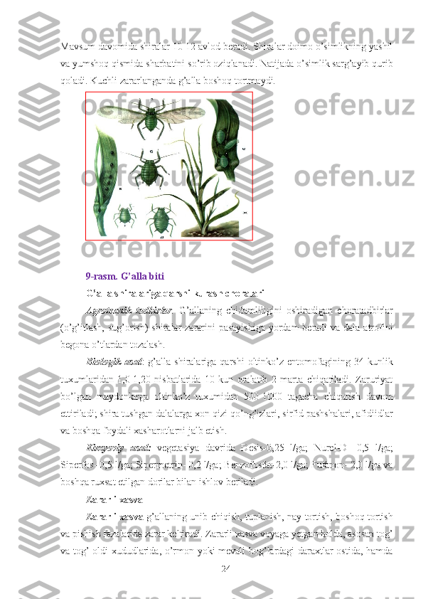 Mavsum davomida shiralar 10-12 avlod beradi. Shiralar doimo o’simlikning yashil
va yumshoq qismida sharbatini so’rib oziqlanadi. Natijada o’simlik sarg’ayib qurib
qoladi. Kuchli zararlanganda g’alla boshoq tortmaydi. 
 
9-rasm. G’alla biti 
G’alla shiralariga qarshi kurash choralari  
Agrotexnik   tadbirlar .   G’allaning   chidamliligini   oshiradigan   choratadbirlar
(o’g’itlash, sug’orish)  shiralar  zararini  pasayishiga  yordam  beradi va dala atrofini
begona o’tlardan tozalash. 
Biologik  usul :   g’alla  shiralariga   qarshi   oltinko’z   entomofagining   34  kunlik
tuxumlaridan   1,0-1,20   nisbatlarida   10   kun   oralatib   2   marta   chiqariladi.   Zaruriyat
bo’lgan   maydonlarga   oltinko’z   tuxumidan   500-1000   tagacha   chiqarish   davom
ettiriladi; shira tushgan dalalarga xon qizi qo’ng’izlari, sirfid pashshalari, afidiidlar
va boshqa foydali xasharotlarni jalb etish. 
Kimyoviy   usul:   vegetasiya   davrida   Desis-0,25   l/ga;   Nurel-D-   0,5   l/ga;
Siperfos- 0,5 l/ga; Sipermetrin- 0,2 l/ga; Benzofosfat-2,0 l/ga; Fufanon- 2,0 l/ga va
boshqa ruxsat etilgan dorilar bilan ishlov beriladi. 
Zararli xasva 
Zararli xasva   g’allaning unib chiqish, tuplanish, nay tortish, boshoq tortish
va pishish fazalarida zarar keltiradi. Zararli xasva voyaga yetgan holda, asosan tog’
va tog’ oldi xududlarida, o’rmon yoki mevali bog’lardagi daraxtlar ostida, hamda
24   