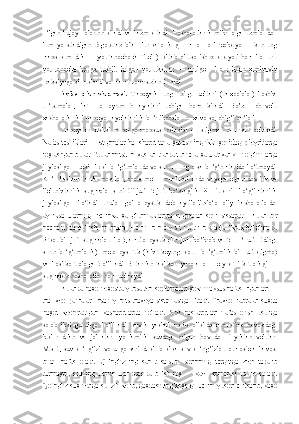 o‘lgan hujay. ralarinn siradi va hazm snladi- Hasharotlarda mikroorganizmlar dan
himoya   siladigan   fagotsitaz   bilan   bir   satorda   g   u   m   o   r   a   l   reaksiya   —   konning
maxsus   modda  —  yot   tanacha  (antitelo)   ishlab  chitsarish   xususiyati   ham   bor.  Bu
yot   tanacha   konga   tushib   krlgan   yot   oksillar   —   antigen-   l   a   r   bilan   ximiyaviy
reaksiyaga ki- rishadi va ularni zararsizlanti- radi.
Nafas   olish   sistemasi.   Traxeyalarning   oxirgi   uchlari   (traxeolalar)   boshka
to‘tsimalar,   hat-   to   ayrim   hujayralari   ichiga   ham   kiradi.   Ba’zi   uchuvchi
xasharotlarda1 traxeya naychalarida bo‘rtikchalar — xavo sopchig‘i bo‘ladi. 
Traxeyalar   tashki   muxntga   maxsus   teshiklar   —   stigma   l   ar   orsali   ochiladi.
Nafas teshiklari — stigmalar ha- sharot tana yuzasining ikki yonidagi pleyritlarga
joylashgan buladi.Bular mitsdori xasharotlarda turlicha va ular xar xil bo‘g‘imlarga
joylashgan. Lekin bosh bo‘g‘imlarida va sor- nining orsa bo‘g‘nmlarida bo‘lmaydi.
Ko‘p hasharotlarda masalan, chala meto-  morfozalilarda voyaga etgan davrida va
lichinkalarida   stigmalar   soni   10  juft:   2  juft   ko‘kragida,  8   juft   sorin  bo‘g‘imlarida
joylashgan   bo‘ladi.   Bular   golopneystik   deb   aytiladi.Ko‘p   oliy   hasharotlarda,
ayniksa   ularning   lichinka   va   g‘umbaklarida   stigmalar   soni   sissaradi.   Bular   bir
necha tipda bo‘lishi mumkin. P e r i- p n e y s t i k t i p d a (ko‘krak bo‘g‘imida
fatsat  bir  juft stigmalari  bor), amfipneystik (bir  juft  ko‘krak va 2 —3 juft oldingi
sorin bo‘g‘imlarda), metapeys- tik (fakat keyingi sorin bo‘g‘imida bir juft stigma)
va boshka   tiplarga  bo‘linadi.  Bulardan  tashkari  yana  a  p-   n e  y  s  t  i  k  tipdagi  —
stigmasiz hasharotlar ham uchraydi. 
Bularda havo bevosita yupsa teri soplamalari yoki maxsus nafas organlari —
tra-   xeol   jabralar   orsali   yopits   traxeya   sistemasiga   o‘tadi.   Traxeol   jabralar   suvda
hayot   kechiradigan   xasharotlarda   bo‘ladi.   Suv   hasharotlari   nafas   olish   usuliga
sarab   ikki   guruhga   bo‘linadi:   suvda   yashab   nafas   olishda   atmosfera   havosidagi
kisloroddan   va   jabralari   yordamida   suvdagi   erigan   havodan   foydalanuvchilar.
Misol,   suv   so‘ng‘izi   va   unga   saripdosh   boshsa   suv   so‘ng‘izlari   atmosfera   havosi
bilan   nafas   oladi.   Qo‘ng‘izning   sanot   salsoni   sorinning   tergitiga   zich   taqalib
turmaydi,   shuning   uchun   ular   orasida   bo‘sh   joy   —   xavo   kamerasi   bo‘lib   soladi.
Qo‘ng‘iz suv betiga su- zib kelib, gavdasining keyingi uchini yusori chitsarib, xavo 