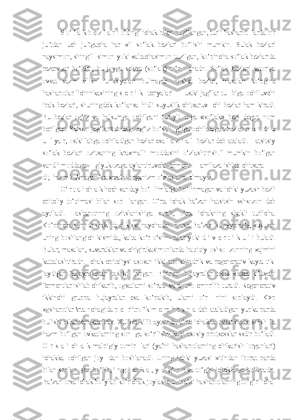 S o‘ l a k b e z l a r i oldingi ichak bilan bog‘langan, turli hasharot- larda bir
juftdan   uch   juftgacha   har   xil   so‘lak   bezlari   bo‘lishi   mumkin.   Sulak   bezlari
naysimon, shingil- simon yoki xaltachasimon tuzilgan, ko‘pincha so‘lak bezlarida
rezervuar   bo‘ladi,   bu   joyga   sekret   (so‘lak)   to‘p-   lanadn.   So‘lak   bezlari   satoriga
ovsat   sazm   silish   funksiyalari   bulmagan   boshsa   bezlar,   masalan   ko‘pgina
hasharotlar  lichnnkasining s  e r  i k-  teriyalari  — ustki  jag‘lar  tu-  biga  ochiluvchi
ipak  bezlari,  shuningdek  ko‘lansa   hidli  suyuslik  chitsaruv-  chi  bezlar  ham  kiradi.
Bu   bezlar   og‘iz   va   halsumga   ochilgani   tufayli   unga   «so‘lak»   bezi   degan   nom
berilgan. YUsori jag‘lar tubidagi og‘iz bo‘shli- g‘iga ochiladigan bezlar m a n d i b
u- l ya r, ostki labga ochiladigan bezlar esa l a b i a l  bezlar deb ataladi. Hatsitsiy
so‘lak   bezlari   ozitsaning   kraxmalli   moddasini   o‘zlashtirish.1   mumkin   bo‘lgan
sandli moddaga— glyukozaga aylantiruvchi ferment — amilaza ishlab chitsara
di; |hazm bulmagan kraxmalni organizm o‘zlashtira olmaydi. 
O‘ r t a i ch a k hech sanday bo‘- limlarga bo‘linmagan va ichki yuzasn bezli
epiteliy   to‘qimasi   bilan   sop-   langan.   O‘rta   ichak   ba’zan   hatsitsin   sshsozon   deb
aytiladi.   Hasharotnnng   ozitslanishiga   sarab,   o‘rta   ichakning   shakli   turlicha.
Ko‘pincha silnndr shaklidagi kissa naychadan iborat. Ba’zan bu naychada, xususan
uning boshlangich kismida, kalta ko‘r o‘sim- talar yoki d i v e r t i k u l i buladi.
Bular, masalan, suvaraklar va chigirtkasimonlarda haqiqiy oshso- zonning xajmini
kattalashtiradn. Ichak epiteliysi  asosan  ikki  tip:  silindrik va regenerativ kayta tik-
laydigan   hujayralardan   tashkil   topgan.   Birinchi   hujayralar   ozits   x.azm   kiluvchi
fermentlar ishlab chikarib, ogsatlarni so‘radi va doimo emnrilib turadi. Regenerativ
ikkinchi   gruppa   hujayralar   esa   ko‘pakib,   ularni   o‘r-   nini   soplaydi.   K>p
xgsharotlar \rta nchagida p e- r'itrofik m e m b r a n a deb ataladigan yupka parda
bulishi bilan xarakterlidir. Xulosa kilib aytanda, o‘rta ichakda ovsat hazm silish Ea
hazm bo‘lgan ovkatlarning son- ga so‘rilishn kabi asosiy protsesslar  ssdir bo‘ladi.
O   r   s   a   i   ch   a   k   malpigiy   tomir-   lari   (ya’ni   hasharotlarning   chikarish   'organlari)
ichakka   ochilgan   joy-   dan   boshlanadi.   Uning   ichki   yuzasi   xitindan   iborat   parda
bilan soplan- gan bo‘lib, i n g i ch k a , y o‘ g‘ o n va to‘g‘ri ichaklarga bo‘linadn.
Ba’zan orsa ichak bo‘ylab ko‘richak joylashadi. Ba’zi hasharotlarning to‘g‘ri icha- 