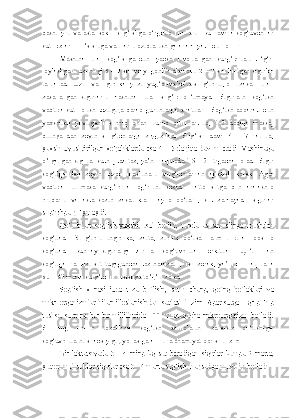 qashlaydi   va   asta–sekin   sog‘ishga   o‘rgatib   boriladi.   Bu   davrda   sog‘uvchilar
sut bezlarini o‘sishiga va ularni oziqlanishiga ahamiyat berib boradi. 
Mashina   bilan   sog‘ishga   elini   yaxshi   rivojlangan,   surg‘ichlari   to‘g‘ri
joylashgan, uzunligi 8 – 9 sm va yugonlik diametri 2 – 3 sm bo‘lgan sigirlar
tanlanadi. Uzun va ingichka  yoki  yug‘onva kalta surg‘ichli, elin kasali bilan
kasallangan   sigirlarni   mashina   bilan   sog‘ib   bo‘lmaydi.   Sigirlarni   sog‘ish
vaqtida sut berish tezligiga qarab guruhlarga ajratiladi. Sog‘ish apparati elin
yaxshilab   yuvilgach   sochiq   bilan   quruq   qilib   artilib,   1-2   daqiqa   massaj
qilingandan   keyin   surg‘ichlarga   kiygiziladi.   Sog‘ish   davri   6   –   7   daqiqa,
yaxshi uyushtirilgan xo‘jaliklarda esa 4 – 5 daqiqa davom etadi. Mashinaga
o‘rgangan sigirlar sutni juda tez, ya’ni daqiqada 1,5 – 2 litrgacha beradi. Sigir
sog‘ilgandan   keyin   tezda   mashinani   surg‘ichlardan   ajratish   kerak.   Agar
vaqtida   olinmasa   surg‘ichlar   og‘riqni   sezadi,   hatto   sutga   qon   aralashib
chiqardi   va   asta–sekin   kasalliklar   paydo   bo‘ladi,   sut   kamayadi,   sigirlar
sog‘ishga qo‘ymaydi.
Qo‘l   bilan   sog‘ish   yaxshi   usul   bo‘lib,   bunda   asosan   elinga   mushtlab
sog‘iladi.   Surg‘ichi   ingichka,   kalta,   kichik   bo‘lsa   barmoq   bilan   bosilib
sog‘iladi.   Bunday   sigirlarga   tajribali   sog‘uvchilar   berkitiladi.   Qo‘l   bilan
sog‘ilganda   toki   sut   tugaguncha   tez   harakat   qilish   kerak,   ya’ni   bir   daqiqada
80 – 90 marta surg‘ichni qisishga to‘g‘ri keladi.
Sog‘ish   xonasi   juda   toza   bo‘lishi,   sutni   chang,   go‘ng   bo‘laklari   va
mikroorganizmlar bilan ifloslanishidan saqlash lozim. Agar sutga 1 gr go‘ng
tushsa, sutning har bir millillitrida 100 mingtagacha mikroorganizm bo‘ladi.
SHuning   uchun   tozalikka,   sog‘ish   asboblarini   zararsiz   bo‘lishiga,
sog‘uvchilarni shaxsiy gigiyenasiga alohida ahamiyat berish lozim.
Bir   laktatsiyada   3   –   4   ming   kg   sut   beradigan   sigirlar   kuniga   2   marta,
yuqori mahsuldor sigirlar esa 3 - 4 marta sog‘ish maqsadga muvofiq bo‘ladi. 