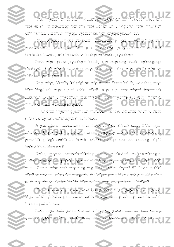 Orqa miyada nerv tolalarining tutamlari joylashgan bo’lib, sklet muskullari,
nerv   va   shilliq   qavatidagi   periferik   nerv   uchlaridan   qo’zg’alish   nerv   impulslari
ko’rinishida, ular orqali miyaga u yerdan esa periferiyaga yetkaziladi. 
Orqa   miyada   ongsiz   reflektor   harakatlarning   gavda   va   qo’l-oyoqlar
muskullarning,   shuningdek   bir   qator   fiziologik   jarayonlarning   tomirlarni
harakatlantiruvchi, teri ajratuvchi va boshqa markazlar joylashgan. 
Bosh   miya   qutida   joylashgan   bo’lib,   orqa   miyaning   ustida   joylashganga
o’xshaydi.   Bosh   miyada   uzunchoq   miya,   orqa   miya,   o’rta   miya,   oraliq   miya   va
oldingi miya farqlanadi.
Orqa   miya,   Varoliy   ko’prigi   va   miyachadan   iborat   bo’lib,   uzunchoq   miya
bilan   birgalikda   miya   sopini   tashkil   qiladi.   Miya   sopi   orqa   miyani   davomidek
tutashgan.Uzunchoq miya orqali orqa miyadan bosh miyaning yuqori bo’limlariga
impulslar o’tadi va orqaga qaytadi.
  Uzunchoq   miyaning   yadrolari   murakkab   refleks   aktlarida   ishtirok   etadi;
so’rish, chaynash, so’lak ajratish va hokazo. 
Miyacha   tana   harakatlarini   muvofiqlashtirishda   ishtirok   etadi.   O’rta   miya-
to’rt   tepalik   qizil   yadro   muskul   tonusining   me'yoriy   taqsimlanishini,   tovush   va
yorug’lik   qo’zg’atuvchilarini   hamda   og’irlik   kuchiga   nisbatan   tananing   to’g’ri
joylashishini idora etadi.
Oraliq   miyada   sezuvchanlikning   oraliq   markazlari   mujassamlashgan.
Oldingi miya va uni qoplab turgan po’stloq bosh miyaning oliy qismlarini tashkil
etadi.  Oldingi   miya   bosh   miyaning   eng   katta   qismini   deyarli   80   foizini   tashkil
qiladi va peshona sohasidan ensagacha cho’zilgan yoriq bilan ajrashgan ikkita o’ng
va chap yarim sharlardan bir-biri bilan qadoqsimon tana yordamida birikadi.
 Yarim sharlarning barcha yuzasi (qariyb 2200 sm) miya po’stlog’i deyiladi.
Miya   po’stlog’i   kulrang   moddadan   tashkil   topgan.  Uning   qalinligi   turlicha   bo’lib
4-5 mm.gacha boradi. 
Bosh   miya   katta   yarim   sharlari   qobiqining   yuzasi   odamda   katta   sohaga
ajratiladi,   peshona   (eng   katta),   tepa,   ensa   va   chakkadan   iborat.   Bir   xildagi 