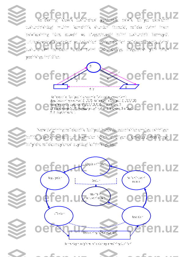 Refleksning   klassik   tushunchasi   yordamida   psixik   faoliyat   asoslarini
tushuntirishdagi   muhim   kamchilik   shundan   iboratki,   refleks   tizimi   inson
psixikasining   idora   etuvchi   va   o’zgartiruvchi   rolini   tushuntirib   bermaydi.
I.P.Pavlovning   shogirdlari   va   izdoshlari   bu   kamchilikni   reflektor   organik   tizimi
tushunchasini   reflektor   halqasi   tizimi   tushunchasiga   o’zgartirish   yo’li   bilan
yechishga intildilar.
Nerv tizimining reflektorlik faoliyati borasida qator ishlar amalga oshirilgan
bo’lib,   ular   tomonidan   turli   sxemalar   ishlab   chiqilgan.   Jumladan,   Bernshteyn
bo’yicha reflektor aylanasi quyidagi ko’rinishga ega.  4
1
6-7 6
72 3
5
Reflektorlik  faoliyatini anatomic fiziologik  mехаnizmi: 
Аnаlizаtоrning sxtmasi. (1,2,3) Reflektorlikfaoliyati. (1,2,3,4,5) 
vareflektorlik  аylаnаsi (1,2,3,4,5,6,7). 1-retseptor, 2-
аffеrеntnervyo’li, 3-markaziybug’in, 4-efferentnerv, 5-effektor, 
6-7- qaytishkanali. 
Ob'ektning ishchi nuqtasiRegulyator Qayta shifrlash
Vazifani 
beruvchi asbob Solishtiruvchi 
asbob
ReseptorDastur
Effektor
Berhshteyn bo’yicha reflektor aylanasining tuzilishi 