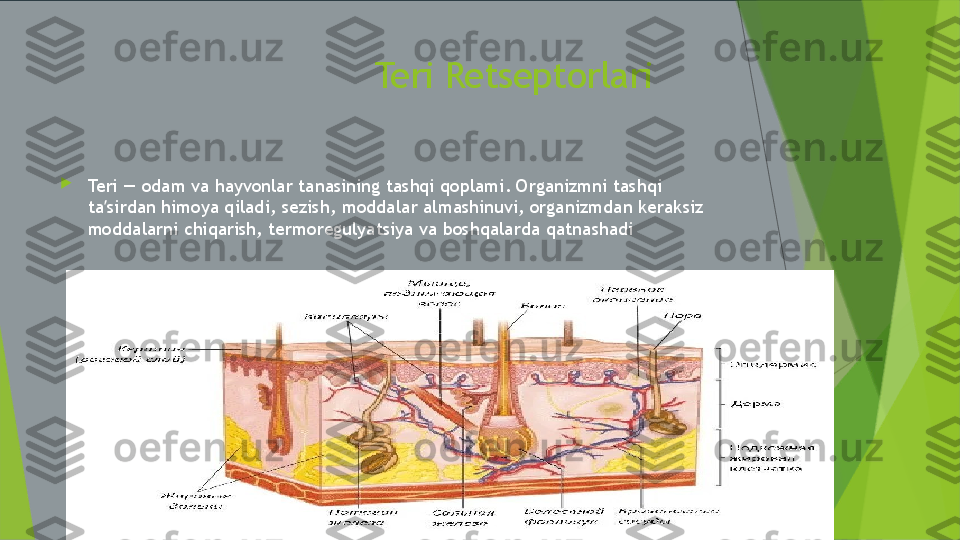                               Teri Retseptorlari

Teri — odam va hayvonlar tanasining tashqi qoplami. Organizmni tashqi 
ta sirdan himoya qiladi, sezish, moddalar almashinuvi, organizmdan keraksiz ʼ
moddalarni chiqarish, termoregulyatsiya va boshqalarda qatnashadi 