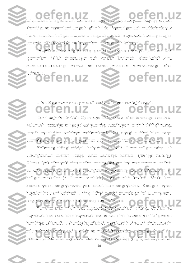 to‛qimalarni to‛lig‛icha olib tashlanishi hayvonlarni operatsiyadan keyingi saqlash
sharoitiga va hayvonlarni turiga bog‛liq holda o‛zgaradigan turli muddatlarda yuz
berishi mumkin bo‛lgan muqarrar o‛limga olib keladi. Buyrakusti bezining mag‛iz
qatlamini olib tashlanishi esa hayvonlarni o‛limiga olib kelmaydi.
            Buyrakusti   bezining   po‛stloq   qismida   fiziologik   ahamiyati   jihatidan   turli
gormonlarni   ishlab   chiqaradigan   turli   zonalar   farqlanadi.   Koptokchali   zona
mineralokortikoidlarga   mansub   va   asosan   minerallar   almashinuviga   ta`sir
ko‛rsatadi.
           1-ish. Kalamushlar buyrakusti bezini olib tashlash   tajribalari.
          Ishni bajarish tartibi:   Operatsiya efirli narkoz  ta`sirida amalga oshiriladi.
Kalamush operatsiya stoliga yelkasi yuqoriga qaratib, ya`ni qorin bo‘shlig‘i pastga
qaratib   oyoqlaridan   stolchaga   mahkamlanadi.   Tos   suyagi   qutblari   bilan   oxirgi
qobirg‘alar orasidagi teri juni yaxshilab qirqib olinadi. Teri spirt bilan artiladi.
            Yelkaning   oldingi   chizig‘i     bo‘yicha   uzunligi   8-10   mm   bo‘lgan   oxirgi   juft
qovurg‘alardan   boshlab   orqaga   qarab   uzunasiga   kesiladi.   (rasmga   qarang) .
O‘tmas ilgak bilan yoki pintset bilan terining kesilgan joyi chap tomonga tortiladi
va   ko‘z   qaychisi   bilan   oxirgi   qovurg‘alar   va   yelkaning   uzun   muskulidan   hosil
bo‘lgan   muskullar   (5-10   mm   uzunlikda)   qiyshiq   qilib   kesiladi.   Muskullarni
kesmasi   yarani   kengaytiruvchi   yoki   pintset   bilan   kengaytiriladi.   Kesilgan   joydan
buyrakni bir qismi ko‘rinadi. Uning oldingi qutbini chamalagan holda uning sariq
rangi juda yengil aniqlash hisobiga chap buyrak topiladi. 
          Yumshoq   anatomik   pintset   buyrakni   oldingi   qutblari     orasiga   kiritiladi   va
buyrakusti  bezi asosi  bilan buyrakusti bezi  va uni o‘rab turuvchi  yog‘ to‘qimalari
ham birga ushlanadi. U shunday bajariladiki, buyrakusti bezi va uni o‘rab turuvchi
to‘qimalar  pintsetning  ustida  qolsin  va  muskul   kesmasidan  tashqariga  chiqarilsin.
Ikkinchi  pintset  bilan buyrakusti  bezi  va buyrak orasidagi  yog‘  ajratiladi,shundan
56 