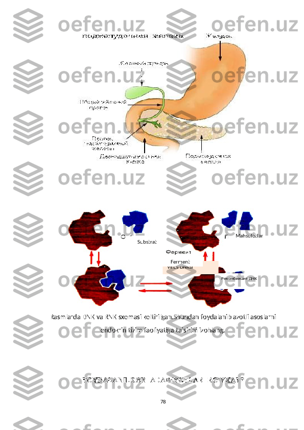 Rasm lar da  DNK va RNK  sxemasi keltirilgan. Shundan foydalanib azotli asoslarni
endokrin tizim faoliyatiga ta`sirini izohlang.
FOYDALANILGAN  ADABIYOTLAR  RO`YXATI
78 Рекомбинант ДНКVirus DNKsi Mahsulotlar
Substrat
Ferment 