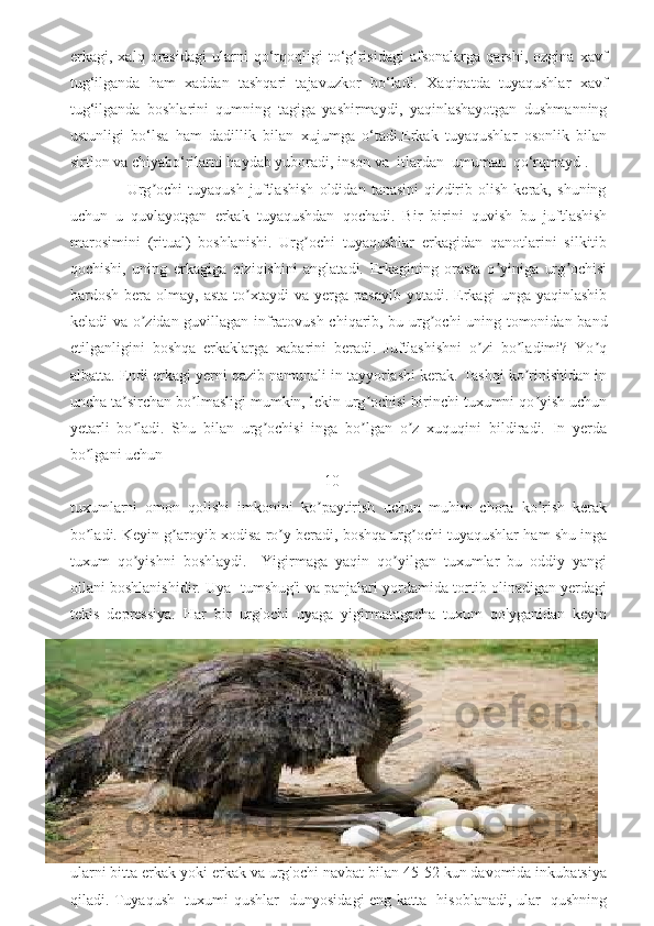 erkagi,   xalq   orasidagi   ularni   qo‘rqoqligi   to‘g‘risidagi   afsonalarga   qarshi,   ozgina   xavf
tug‘ilganda   ham   xaddan   tashqari   tajavuzkor   bo‘ladi.   Xaqiqatda   tuyaqushlar   xavf
tug‘ilganda   boshlarini   qumning   tagiga   yashirmaydi,   yaqinlashayotgan   dushmanning
ustunligi   bo‘lsa   ham   dadillik   bilan   xujumga   o‘tadi.Erkak   tuyaqushlar   osonlik   bilan
sirtlon va chiyabo‘rilarni haydab yuboradi, inson va  itlardan  umuman  qo‘rqmayd .
                    Urg ochi   tuyaqush   juftlashish   oldidan   tanasini   qizdirib   olish   kerak,   shuningʼ
uchun   u   quvlayotgan   erkak   tuyaqushdan   qochadi.   Bir   birini   quvish   bu   juftlashish
marosimini   (ritual)   boshlanishi.   Urg ochi   tuyaqushlar   erkagidan   qanotlarini   silkitib	
ʼ
qochishi,   uning   erkagiga   qiziqishini   anglatadi.   Erkagining   orasta   o yiniga   urg ochisi	
ʼ ʼ
bardosh  bera  olmay,  asta   to xtaydi  va  yerga  pasayib  yotadi.  Erkagi  unga  yaqinlashib	
ʼ
keladi va o zidan guvillagan infratovush chiqarib, bu urg ochi uning tomonidan band	
ʼ ʼ
etilganligini   boshqa   erkaklarga   xabarini   beradi.   Juftlashishni   o zi   bo ladimi?   Yo q	
ʼ ʼ ʼ
albatta. Endi erkagi yerni qazib namunali in tayyorlashi kerak. Tashqi ko rinishidan in	
ʼ
uncha ta sirchan bo lmasligi mumkin, lekin urg ochisi birinchi tuxumni qo yish uchun	
ʼ ʼ ʼ ʼ
yetarli   bo ladi.   Shu   bilan   urg ochisi   inga   bo lgan   o z   xuquqini   bildiradi.   In   yerda
ʼ ʼ ʼ ʼ
bo lgani uchun 	
ʼ
                                                                  10
tuxumlarni   omon   qolishi   imkonini   ko paytirish   uchun   muhim   chora   ko rish   kerak	
ʼ ʼ
bo ladi. Keyin g aroyib xodisa ro y beradi, boshqa urg ochi tuyaqushlar ham shu inga	
ʼ ʼ ʼ ʼ
tuxum   qo yishni   boshlaydi.     Yigirmaga   yaqin   qo yilgan   tuxumlar   bu   oddiy   yangi	
ʼ ʼ
oilani boshlanishidir. Uya  tumshug'i va panjalari yordamida tortib olinadigan yerdagi
tekis   depressiya.   Har   bir   urg'ochi   uyaga   yigirmatagacha   tuxum   qo'yganidan   keyin
ularni bitta erkak yoki erkak va urg'ochi navbat bilan 45-52 kun davomida inkubatsiya
qiladi. Tuyaqush   tuxumi qushlar   dunyosidagi eng katta   hisoblanadi, ular   qushning 