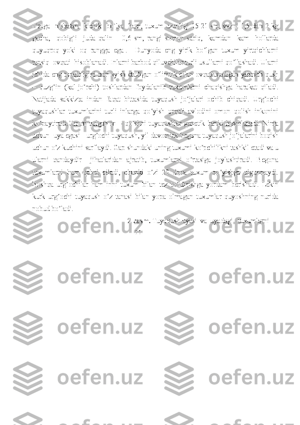 o`ziga     nisbatan     kichik     bo`lsa     ham,   tuxum   uzunligi   15-21   sm,   vazni   1,5   dan   2   kg
gacha,     qobig`i     juda   qalin   –   0,6   sm,   rangi   somon   sariq,     kamdan     kam     hollarda
quyuqroq  yoki  oq  rangga  ega .    Dunyoda  eng  yirik  bo lgan  tuxum  yirtqichlarniʼ
tansiq  ovqati  hisoblanadi. Inlarni barbod qiluvchilar turli usullarni qo llashadi. Ularni	
ʼ
ichida eng topqirligini namoyish etadigan o limtik bilan ovqatlanadigan yirtqich qush	
ʼ
–   quzg in   (kal-jo rchi)   toshlardan   foydalanib   tuxumlarni   chaqishga   harakat   qiladi.	
ʼ ʼ
Natijada   sakkizta   indan   faqat   bittasida   tuyaqush   jo jalari   ochib   chiqadi.   Urg ochi	
ʼ ʼ
tuyaqushlar   tuxumlarini   turli   inlarga   qo yish   orqali   avlodini   omon   qolish   inkonini	
ʼ
ko paytiradi.Omon   qolgan   in   –   qo shni   tuyaqushlar   genetik   banki   hisoblanadi.   Nima	
ʼ ʼ
uchun  uya egasi - urg ochi tuyaqush, yil davomida begona tuyaqush jo jalarini boqish	
ʼ ʼ
uchun o z kuchini sarflaydi. Gap shundaki uning tuxumi ko pchilikni tashkil etadi va u	
ʼ ʼ
ularni   qandaydir     jihatlaridan   ajratib,   tuxumlarni   o rtasiga   joylashtiradi.   Begona	
ʼ
tuxumlarni   ham   qabul   qiladi,   chunki   o zi   20   dona   tuxum   qo yishga   ulgurmaydi.	
ʼ ʼ
Boshqa   urg ochilar   ham   inni   tuxum   bilan   tez   to ldirishga   yordam   berishadi.   Lekin	
ʼ ʼ
kurk   urg ochi   tuyaqush   o z   tanasi   bilan   yopa   olmagan   tuxumlar   quyoshning   nurida	
ʼ ʼ
nobud bo ladi. 
ʼ
                                                       2-rasm.  Tuyaqush uyasi  va  uyadagi   tuxumlarni
                                                          11 