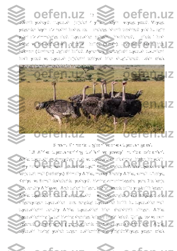                                                           13
quvonib   yashaydi.   Tuyaqush     jo`jalari   4   yildan     keyin     voyaga   yetadi.   Voyaga
yetgandan   keyin   o z   naslini   boshqa   ota   –   onalarga   ishonib   topshiradi   yoki   bu   og irʼ ʼ
yukni   o z   zimmalariga   oladi.   Tuyaqushlar     poligam       hisoblanadi,         oilada   1   bosh	
ʼ
erkagi   va   bir   necha   bosh   urg ochisi     bo ladi   (5-rasm).   Urg ochilari   ichida   bitta	
ʼ ʼ ʼ
hukmron   (dominant)   urg ochi   bo ladi.   Аynan   ana   shu   urg ochi   tuyaqush   tuxumlarni	
ʼ ʼ ʼ
bosib   yotadi   va   tuyaqush   jo jalarini   tarbiyasi   bilan   shug ullanadi.   Lekin   erkak	
ʼ ʼ
tuyaqush ham bu masalada faol qatnashadi . 
            
 
                        5-rasm. Bir nechta  urg`ochi  va erkak tuyaqush  galasi. 
1.3   Afrika   tuyaqushlarining   tuzilishi   va   yovvoyi   muhitda   oziqlanishi.
Afrika   tuyaqushi     -uchmaydigan   qush   va   tuyaqushlilar   oilasining     birdan   bir   vakili.
ilmiy   nomining   tarjimasi     ,,chumchuq-tuya’’   nomini   anglatadi.   Afrika   tuyaqushining
kenja turi: mali (berberiya)-Shimoliy Afrika, massay-Sharqiy Afrika, somali-Efiopiya,
Keniya   va Somali  davlatlarida   yashaydi. Bizning zomonimizgacha   yana 2 ta kenja
turi, Janubiy Afrika va   Arab turlari bo`lgan, hozirgi  vaqtda to`liq yoq bo`lib ketgan.
Afrika   tuyaqushini   3   ta   turi   qora,   pushti       va   hova   ranglari     ko`p   tarqalgan.   Biz
o`rganayotgan   tuyaqushlar     qora   rangdagi   tuyaqushlar   bo`lib   bu   tuyaqushlar   mali
tuyaqushlarini   Janubiy   Afrika   tuyaqushlari   bilan   chatishtirib   olingan.   Afrika
tuyaqushlarining bu turi bizning sharoitga ko`proq to`g`ri keladi. Qo`lga   tez va oson
o`rganadi.  Dunyoning    ko`p  mamlakatlarida  mana  shu  tuyaqushlar   boqiladi   .    Afrika
tuyaqushi   hozirgi   yashab   turgan   qushlarning   eng   yirigidir.Voyaga   yetgan   erkak 