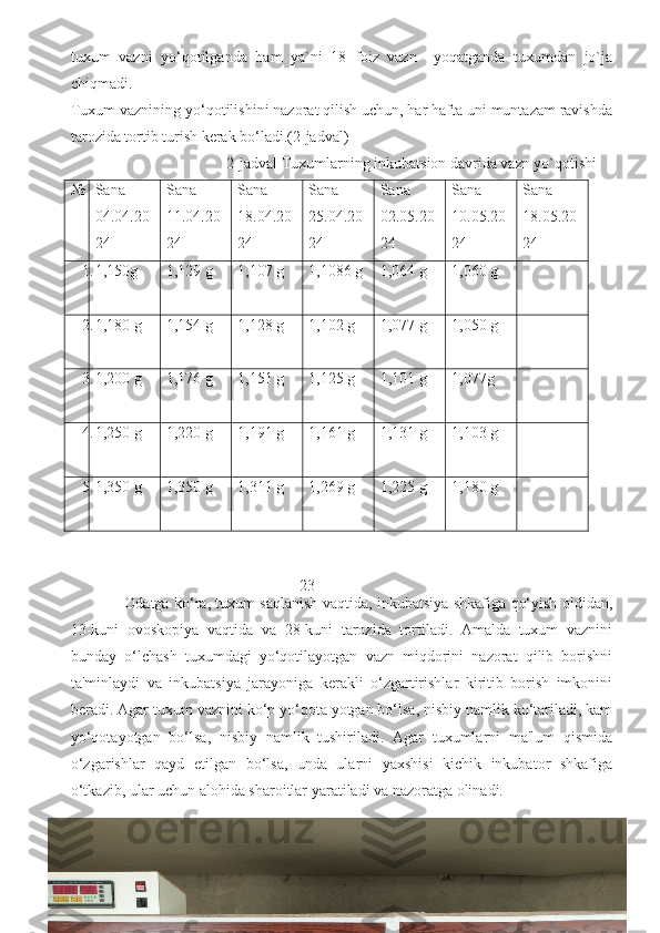 tuxum   vazni   yo‘qotilganda   ham   ya`ni   18   foiz   vazn     yoqatganda   tuxumdan   jo`ja
chiqmadi. 
Tuxum vaznining yo‘qotilishini nazorat qilish uchun, har hafta uni muntazam ravishda
tarozida tortib turish kerak bo‘ladi.(2-jadval)
                              2-jadval Tuxumlarning inkubatsion davrida vazn yo`qotishi 
                                   
23
     Odatga ko‘ra, tuxum saqlanish vaqtida, inkubatsiya shkafiga qo‘yish oldidan,
13-kuni   ovoskopiya   vaqtida   va   28-kuni   tarozida   tortiladi.   Amalda   tuxum   vaznini
bunday   o‘lchash   tuxumdagi   yo‘qotilayotgan   vazn   miqdorini   nazorat   qilib   borishni
ta'minlaydi   va   inkubatsiya   jarayoniga   kerakli   o‘zgartirishlar   kiritib   borish   imkonini
beradi. Agar tuxum vaznini ko‘p yo‘qota yotgan bo‘lsa, nisbiy namlik ko‘tariladi, kam
yo‘qotayotgan   bo‘lsa,   nisbiy   namlik   tushiriladi.   Agar   tuxumlarni   ma'lum   qismida
o‘zgarishlar   qayd   etilgan   bo‘lsa,   unda   ularni   yaxshisi   kichik   inkubator   shkafiga
o‘tkazib, ular uchun alohida sharoitlar yaratiladi va nazoratga olinadi.     № Sana 
04.04.20
24 Sana
11.04.20
24 Sana
18.04.20
24 Sana
25.04.20
24 Sana
02.05.20
24 Sana
10.05.20
24 Sana
18.05.20
24
1. 1,150g 1,129 g 1,107 g 1,1086 g 1,064 g 1,060 g
2. 1,180 g 1,154 g 1,128 g 1,102 g 1,077 g 1,050 g
3. 1,200 g 1,176 g 1,151 g 1,125 g 1,101 g 1,077g
4. 1,250 g 1,220 g 1,191 g 1,161 g 1,131 g 1,103 g
5. 1,350 g 1,350 g 1,311 g 1,269 g 1,225 g 1,180 g 