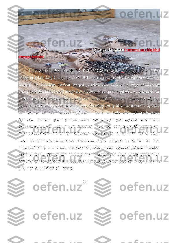                                                                      10-rasm. Jo’jalarn i tuxumdan chiqishi i
duyoga kelishi
TUYAQUSH   JO‘JALARINI   PARVARISHLASH   .   Nihoyat   tuxumlardan
jo’jalarni ochib chiqish vaqti yani 39, 40,41 va 42- kunlari keldi.Tuxumdan o’zi ochib
chiqgan   va   ochishga   yordam   bergan   jo’jalarimizni   kindik   va   orqa   teshiklariga
bakteriyalardan   himoyalash   maqsadida   antibakteryal   sprey   sepiladi.Bu   ilk  kunlari   bir
necha   marta   takrorlanadi   keyinchalik   esa   kamaytirib   boriladi..     Tuyaqush   jo‘jalari
parvarishlash sharoitiga ta'sirchan bo‘ladi. Xonadagi yorug‘lik sathi, harorat o‘zgarishi
va   havo   almashinuvi   tuyaqush   jo‘jalarini   boqishda   katta   ahamiyat   kasb   etadi.
Ayniqsa,     birinchi      yarim  yillikda   boqish  xavfli,   keyin yosh  tuyaqushlar  chiniqib,
baquvvatlashadi va         atrof-muhit     ta'siridan       alohida     e'tiborga muhtoj bo‘lmaydi.
Yosh   tuyaqushlarni   birinchi   yili   saqlanganlik   ko‘rsatkichi   70-80   foizni   tashkil   etadi.
Lekin   birinchi   hafta   parvarishlash   sharoitida   ozgina   o‘zgarish   bo‘lsa   ham   50   foizi
nobud  bo‘lishiga   olib  keladi.  Eng  yaxshisi  yozda   chiqqan  tuyaqush  jo‘jalarini   qarash
osonroq,   qishda   chiqqanlarini   nobud   bo‘lishni   kamaytirish   uchun   ancha   diqqat   bilan
parvarish   qilish   kerak   bo‘ladi.   Tuyaqush   jo‘jalari   tuxumdan   chiqishi   bilan   20   sm   lik
to‘siq ichiga qo‘yiladi  (10-rasm). 
                                                    
                                                     29
                                                                     