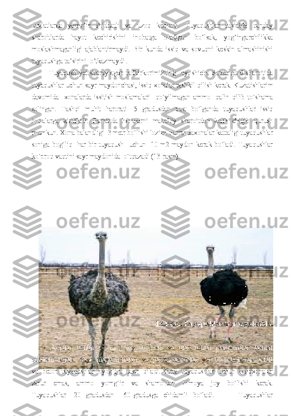 davlatlarda   yomg ir   shiddatli   va   uzoq   kechadi.   Tuyaqushlar   tabiatda   qandayʼ
sharoitlarda   hayot   kechirishini   inobatga   oladigan   bo lsak,   yog ingarchilikka	
ʼ ʼ
moslashmaganligi   ajablantirmaydi.   Bir   kunda   issiq   va   sovuqni   keskin   almashinishi
tuyaqushga ta sirini  o tkazmaydi .  	
ʼ ʼ
Tuyaqush   yetishtirayotgan   tadbirkorimizning     aytishicha   Samarqand   sharoitida
tuyaqushlar uchun sayr maydonchasi, issiq xonalar tashkil qilish kerak. Kuzatishlarim
davomida     xonalarda   issitish   moslamalari     qo`yilmagan   ammo     qalin   qilib   to`shama
solingan.   Tashqi   muhit   harorati   -5   gradusdan   past   bo`lganda   tuyaqushlar   issiq
honalarga   kiritiladi.   Parranda   honalarni   mahalliy   sharoitdan   kelib   chiqib   qurush
mumkun. Xona balandligi  3 metr bo`lishi lozim. Parrandaxonalar kattaligi tuyaqushlar
soniga   bog`liq     har   bir   tuyaqush     uchun     10   m2   maydon   kerak   bo`ladi.   Tuyaqushlar
ko`proq vaqtini sayr maydonida  o`tqazadi (13-rasm). 
 
 
                                                              13-rasm. Tuyaqushlar sayr maydonida.
                                                        32
  Jo`jalar   uchun   2-3 m  2   joy     bo`lishi    va   ular   uchun   issiqxonalar    tashkil
qilinishi   kerak.   Sayr   maydonchalari   va   parrandaxonalar   yer   bo`lishi kerak   asfalt
va   beton  tuyaqushlar  oyog`iga   tasir  qiladi. Katta   tuyaqushlar   uchun  issiqxonalar
zarur     emas,     ammo     yomg`ir     va     shamoldan     himoya     joy     bo`lishi     kerak.
Tuyaqushlar     -20     gradusdan     +60   gradusga     chidamli     bo`ladi.                   Tuyaqushlar 