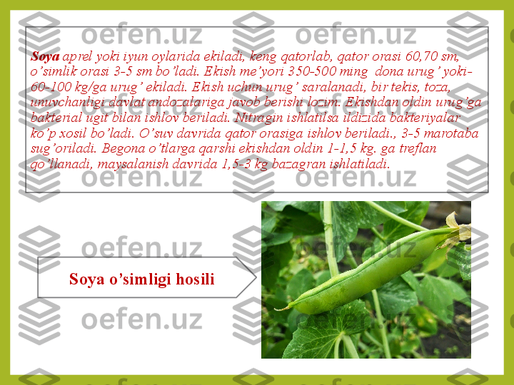 Soya  aprel yoki iyun oylarida ekiladi, keng  q atorlab,  q ator orasi 60,70 sm, 
o ’ simlik orasi 3-5 sm bo ’ ladi. E k ish me’yori 350-500 ming  dona urug ’  yoki-
60-100 kg/ga urug ’  ekiladi. E k ish uchun urug ’  saralanadi, bir tekis, toza, 
unuvchanligi davlat andozalariga javob berishi lozim. E k ishdan oldin uru g’g a 
bakterial ugit bilan ishlov beriladi. Nitragin ishlatilsa ildizida bakteriyalar 
ko ’ p xosil bo ’ ladi.  O’ suv davrida  q ator orasiga ishlov beriladi., 3-5 marotaba 
sug ’ oriladi. Begona  o’ tlarga  q arshi e k ishdan oldin 1-1,5 kg.   ga treflan 
qo ’ llanadi, maysalanish davrida 1,5-3 kg bazagran ishlatiladi.
Soya  o’simligi hosili 