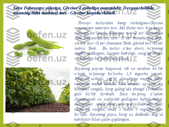 Soya Fa b aseaye oilasiga, Glycine 1 avlodiga mansubdir. Dexqonchilikda 
soyaning bitta madaniy turi - Glycine hispida ekiladi 
Yovvoyi  turlaridan  keng  tarkalgani-Glycine 
ussuriensis  ussuriya  turi.  Ma ’ daniy  turi  4-ta  kenja 
turlarga  bo ’ linadi:  a)koreya  turi-G  ser  koraiensis 
Enk,  b)manchjuriya  turi-  G  ssr  manshurica  Enk, 
v)xitoy turi -G ssr chinensis Yenk, g)xind turi -G ssr 
indica  Yenk.    Bu  turlar  o’ suv  davri,  t o’ pining 
shakli,  dukkagini,  bargini  kattaligi,  urug ’ ni  shakli 
va kattaligi bo‘yicha far q  qiladi.
Soyaning  poyasi  ba q uvvat,  tik  va  sershox  bo ’ lib 
o ’ sadi,  t o’ pining  bo ’ yicha  1,5  mgacha  yetadi. 
Barglari  uchtali,  yig ’ ib  olinadigan  vaqtga  kelib 
xammasi  tushib  ketadi.  Guli  mayda  o q   yoki  o q  
binafsha  rangda,  barg  q ultig ’ ida  shingil  (3-5tadan 
gul)  bo ’ lib  birikadi.  Soya  ko ’ pro q   o’ zidan 
changlanadi  va  yashirish  gullagani  tufayli  tabiiy 
duragaylar  unda  kam  uchraydi.  Dukkakli  turli 
shakl  va  rangda,  unda  1  tadan  5  tagacha  don 
bo ’ ladi.  Soyaning  poya,  barg  va  dukkakli  dag ’ al 
tukchalar bilan  q alin  q oplangan. 