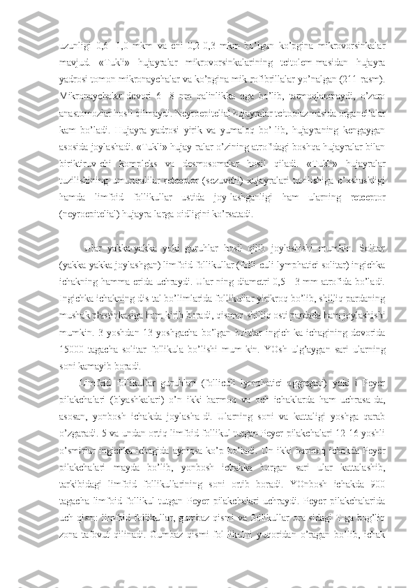 uzunligi   0,6-   1,0   mkm   va   eni   0,2-0,3   mkm   bo’lgan   ko’pgina   mikrovorsinkalar
mavjud.   «Tukli»   hujayralar   mikrovorsinkalarining   tcitolem-masidan   hujayra
yadrosi tomon mikronaychalar va ko’pgina mik-rofibrillalar yo’nalgan (211-rasm).
Mikronaychalar   devori   6-   8   nm   qalinlikka   ega   bo’lib,   tarmoqlanmaydi,   o’zaro
anastomozlar hosil qilmaydi. Neyroepitelial hujayralar tcitoplazmasida organellalar
kam   bo’ladi.   Hujayra   yadrosi   yirik   va   yumaloq   bo’-lib,   hujayraning   kengaygan
asosida joylashadi. «Tukli» hujay-ralar o’zining atrofidagi boshqa hujayralar bilan
biriktiruv-chi   kompleks   va   desmosomalar   hosil   qiladi.   «Tukli»   hujayralar
tuzilishining   umurtqalilar   retceptor   (sezuvchi)   xujayralari   tuzilishiga   o’xshashligi
hamda   limfoid   follikullar   ustida   joy-lashganligi   ham   ularning   retceptor
(neyroepitelial) hujayra-larga oidligini ko’rsatadi.
  Ular   yakka-yakka   yoki   guruhlar   hosil   qilib   joylashishi   mumkin.   Solitar
(yakka-yakka joylashgan) limfoid follikullar (folli-culi lymphatici solitar) ingichka
ichakning hamma erida uchraydi. Ular-ning diametri 0,5 - 3 mm atrofida bo’ladi.
Ingichka ichakning dis-tal bo’limlarida follikullar yirikroq bo’lib, shilliq pardaning
mushak plastinkasiga ham kirib boradi, qisman shilliq osti pardada ham joylashishi
mumkin.   3   yoshdan   13   yoshgacha   bo’lgan   bolalar   ingich-ka   ichagining   devorida
15000   tagacha   solitar   follikula   bo’lishi   mum-kin.   YOsh   ulg’aygan   sari   ularning
soni kamayib boradi.
Limfoid   follikullar   guruhlari   (folliculi   lymphatici   aggregati)   yoki   i   Peyer
pilakchalari   (blyashkalari)   o’n   ikki   barmoq   va   och   ichaklarda   ham   uchrasa-da,
asosan,   yonbosh   ichakda   joylasha-di.   Ularning   soni   va   kattaligi   yoshga   qarab
o’zgaradi. 5 va undan ortiq limfoid follikul tutgan Peyer pilakchalari 12-16 yoshli
o’smirlar   ingichka   ichagida   ayniqsa   ko’p   bo’ladi.   Un   ikki   barmoq   ichakda   Peyer
pilakchalari   mayda   bo’lib,   yonbosh   ichakka   borgan   sari   ular   kattalashib,
tarkibidagi   limfoid   follikullarining   soni   ortib   boradi.   YOnbosh   ichakda   900
tagacha   limfoid   follikul   tutgan   Peyer   pilakchalari   uchraydi.   Peyer   pilakchalarida
uch qism:  limfoid follikullar, gumbaz qismi va follikullar ora-sidagi  T-ga bog’liq
zona   tafovut   qilinadi.   Gumbaz   qismi   fol-likulni   yuqoridan   o’ragan   bo’lib,   ichak 