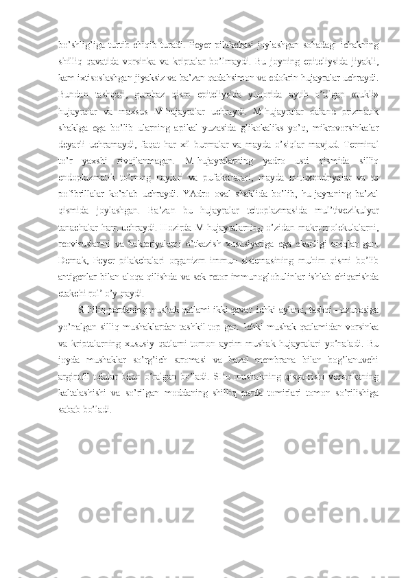 bo’shlig’iga   turtib   chiqib   turadi.   Peyer   pilakchasi   joylashgan   sohadagi   ichakning
shilliq   qavatida   vorsinka   va   kriptalar   bo’lmaydi.   Bu   joyning   epiteliysida   jiyakli,
kam ixtisoslashgan jiyaksiz va ba’zan qadahsimon va edokrin hujayralar uchraydi.
Bundan   tashqari,   gumbaz   qism   epiteliysida   yuqorida   aytib   o’tilgan   «tukli»
hujayralar   va   maxsus   M-hujayralar   uchraydi.   M-hujayralar   baland   prizmatik
shaklga   ega   bo’lib   ularning   apikal   yuzasida   glikokaliks   yo’q,   mikrovorsinkalar
deyarli   uchramaydi,   faqat   har   xil   burmalar   va   mayda   o’siqlar   mavjud.   Terminal
to’r   yaxshi   rivojlanmagan.   M-hujayralarning   yadro   usti   qismida   silliq
endoplazmatik   to’rning   naylari   va   pufakchalari,   mayda   mitoxondriyalar   va   to
pofibrillalar   ko’plab   uchraydi.   YAdro   oval   shaklida   bo’lib,   hu-jayraning   ba’zal
qismida   joylashgan.   Ba’zan   bu   hujayralar   tcitoplazmasida   mul’tivezikulyar
tanachalar   ham   uchraydi.   Hozirda   M-hujayralarning   o’zidan   makromolekulalarni,
reoviruslar-ni   va   bakteriyalarni   o’tkazish   xususiyatiga   ega   ekanligi   aniqlan-gan.
Demak,   Peyer   pilakchalari   organizm   immun   sistemasining   muhim   qismi   bo’lib
antigenlar   bilan   aloqa  qilishda  va  sek-retor   immunoglobulinlar  ishlab   chiqarishda
etakchi rol’ o’y-naydi.
SHilliq pardaning mushak qatlami ikki qavat: ichki-aylana, tashqi - uzunasiga
yo’nalgan silliq mushaklardan tashkil  top-gan. Ichki  mushak qatlamidan vorsinka
va   kriptalarning   xususiy   qatlami   tomon   ayrim   mushak   hujayralari   yo’naladi.   Bu
joyda   mushaklar   so’rg’ich   stromasi   va   bazal   membrana   bilan   bog’lanuvchi
argirofil   tolalar   bilan   o’ralgan   bo’ladi.   SHu   mushakning   qisqa-rishi   vorsinkaning
kaltalashishi   va   so’rilgan   moddaning   shilliq   parda   tomirlari   tomon   so’rilishiga
sabab bo’ladi. 