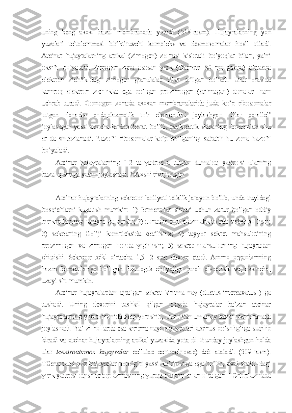 uning   keng   asosi   bazal   membranada   yotadi   (218-rasm).   Hujayralarning   yon
yuzalari   tcitolemmasi   biriktiruvchi   kompleks   va   desmosomalar   hosil   qiladi.
Atcinar   hujayralarning   apikal   (zimogen)   zo-nasi   kislotali   bo’yoqlar   bilan,   ya’ni
oksifil   bo’yaladi.   Zimogen   zona   asosan   yirik   (diametri   80   nm   gacha)   o’rtacha
elektron   zichlik-dagi   zimogen   granulalar   bilan   to’lgan   bo’ladi.   Ular   orasida
kamroq   elektron   zichlikka   ega   bo’lgan   prozimogen   (etilmagan)   donalari   ham
uchrab   turadi.   Gomogen   zonada   asosan   membranalarida   juda   ko’p   ribosomalar
tutgan   donador   endoplazmatik   to’r   elementlari   joylashgan.   Ular   parallel’
joylashgan yassi qopcha-lardan iborat bo’lib, pankreatik shiraning fermentlari shu
er-da   sintezlanadi.   Bazofil   ribosomalar   ko’p   bo’lganligi   sababli   bu   zona   bazofil
bo’yaladi.
Atcinar   hujayralarning   1-2   ta   yadrocha   tutgan   dumaloq   yadro-si   ularning
bazal qismiga yaqin joylashadi. YAxshi rivojlangan
Atcinar hujayralarning sekretor faoliyati tciklik jarayon bo’lib, unda quyidagi
bosqichlarni   kuzatish   mumkin:   1)   ferment-lar   sintezi   uchun   zarur   bo’lgan   oddiy
birikmalarning hujayra-ga kirishi; 2) donador endoplazmatik to’rda sintez bo’lishi;
3)   sekretning   Gol’ji   kompleksida   «etilishi»;   4)   tayyor   sekret   mahsulotining
prozimogen   va   zimogen   holida   yig’ilishi;   5)   sekret   mahsulotining   hujayradan
chiqishi.   Sekretor   tcikl   o’rtacha   1,5-   2   soat   davom   etadi.   Ammo   organizmning
hazm   fermentlariga   bo’l-gan   fiziologik   ehtiyojiga   qarab   qisqarishi   va,   aksincha,
uzayi-shi mumkin.
Atcinar   hujayralardan   ajralgan   sekret   kiritma   nay   (ductus-intercavatus   )   ga
tushadi.   Uning   devorini   tashkil   qilgan   mayda   hujayralar   ba’zan   atcinar
hujayralarning yon tomonida zich yopishib, ular bilan umumiy bazal membranada
joylashadi. Ba’-zi hollarda esa kiritma nayi hujayralari atcinus bo’shlig’iga suqilib
kiradi va atcinar hujayralarning apikal yuzasida yota-di. Bunday joylashgan holda
ular   tcentroatcinoz   hujayralar   cellulae   centracinosae)   deb   ataladi.   (219-rasm).
TCentroatci-noz hujayralar noto’g’ri yassi ko’rinishga ega bo’lib, oval shakli-dagi
yirik yadrosi oqish tcitoplazmasining yupqa qatlami bilan o’ralgan. TCitoplazmada 