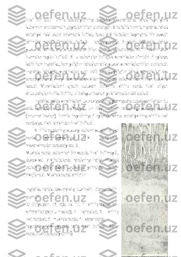 hosil   bo’-ladi.   Homila   taraqqiyotining   dastlabki   bosqichlarida   ichak   nayn   yirik
kubsimon entodermal hujayralari bilan qoplangan. 5 haftalik homila ingichka ichak
epiteliysi   ikki   qator   prizmatik   bo’lsa,   faqat   7-8   haftadan   keyingina   bir   qavatli
tcilindrsi-mon   ko’rinishda   bo’ladi.   Taraqqiyotning   3-oylari   davomida   ichak
yuzasida   ko’ndalang   chuqurchalar   bilan   alohida   qabariqlarga   bo’-linuvchi   uzun
burmalar   paydo   bo’ladi.   SHu   qabariqlar   bo’lajak   vorsinkalar   o’rnidir.   4-oylarga
kelib ham ingichka, ham yo’g’on ichaklar ichki yuzasi vorsinkalar bilan qoplanadi.
Ingichka   ichak-da   vorsinkalar   soni   ortib   boradi,   yo’g’on   ichak   vorsinkalari   esa
taraqqiyotining   9-   oyi   davomida   asosidan   to   uchiga   qadar   bir-bi-ri   bilan   tutashib
ketadi.   Vorsinkalarni   ajratib   turuvchi   bo’sh-liq   shilliq   parda   hosil   qilgan
chuqurchalar holida bo’lib, Li-berkyun bezlari yoki kriptalar deb ataladi.
Ingichka ichak vorsinkalari uzunasiga uning yarmigacha tutash-ganligidan bu
erda   kriptalar   chuqur   bo’lmaydi.   Un   ikki   barmo^   ichakning   xususiy   bezlari
(Brunner   bezlari)   homila   hayotining   4-oylarida   kripta   epiteliysining   shilliq   osti
pardasiga o’sib kirishidan hosil bo’ladi.
SHilliq pardaning xususiy qatlami va shilliq osti
parda   embriogenezning   7-8-   haftalarida
mezenximadan taratcqiy eta-di.
Mushak   parda   qatlamlari   bir   vaqtda   hosil   bo’lmaydi,
dastav-val   7-8-haftalarda   ichakning   ichki   mushak
qatlami,   so’ng   tashqi   uzunasiga   yo’nalgan   qatlam
rivojlanadi. Mushak parda embrion
Ingichka   ichak   devorishshg   tuzilpshi.   Gematoksilii-
eozin bi-
lai   bo’yalgan.   06.   3,5,   ok.   10.   1   -shilliq   parqa:   a   -
so’rrichlar   (vor-u-inkalar);   b   -   kriptalar;   2   –   shilliq
osti pardasi; 3 - mushak parda; 4 - serez parda.
hayotining   7-8   oylarida   to’la   hosil   bo’ladi.   Seroz
parda pusht taraqqiyotining 