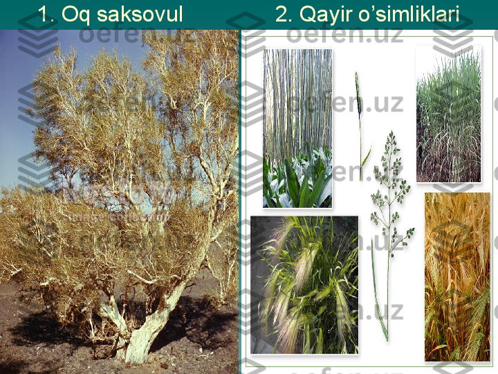 1. Oq saksovul               2. Qayir o’simliklari 