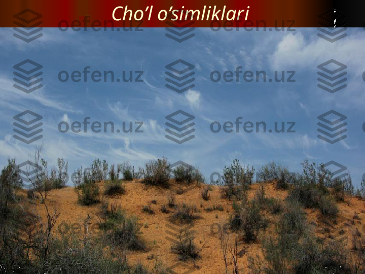 Cho’l o’simliklari  