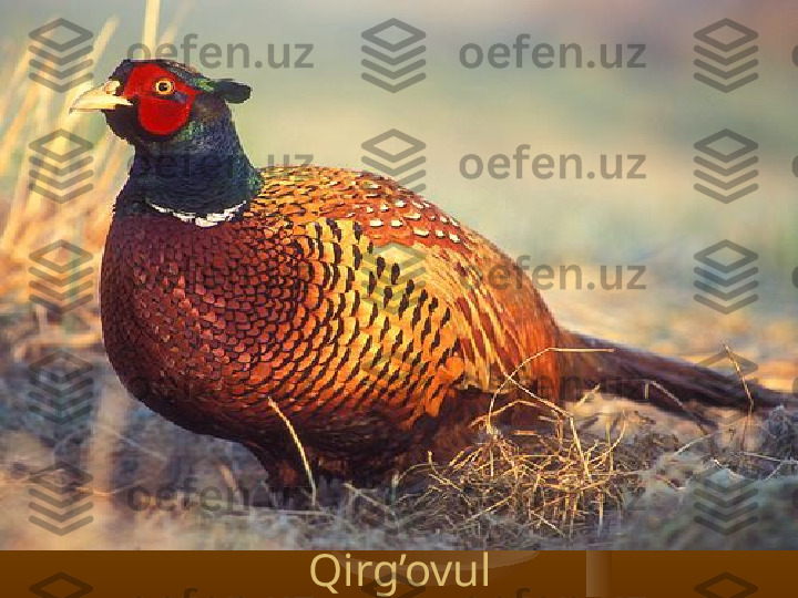 Qirg’ovul 