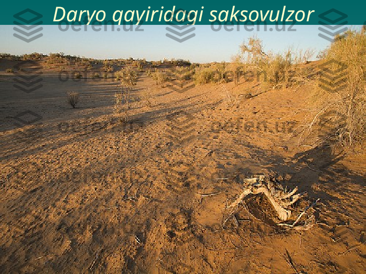 Daryo qayiridagi saksovulzor 