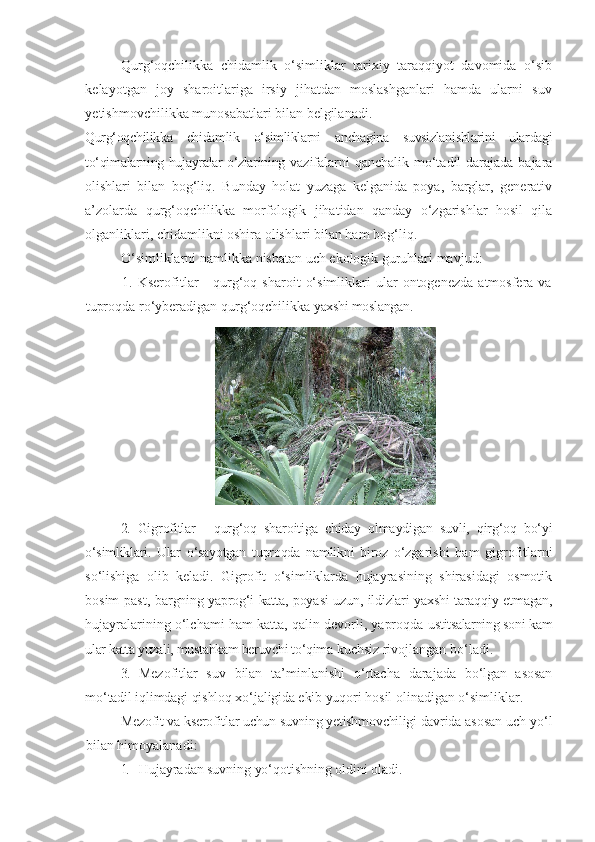 Qurg‘oqchilikka   chidamlik   o‘simliklar   tarixiy   taraqqiyot   davomida   o‘sib
kelayotgan   joy   sharoitlariga   irsiy   jihatdan   moslashganlari   hamda   ularni   suv
yetishmovchilikka munosabatlari bilan belgilanadi.
Qurg‘oqchilikka   chidamlik   o‘simliklarni   anchagina   suvsizlanishlarini   ulardagi
to‘qimalarning hujayralar o‘zlarining   vazifalarni  qanchalik mo‘tadil  darajada bajara
olishlari   bilan   bog‘liq.   Bunday   holat   yuzaga   kelganida   poya,   barglar,   generativ
a’zolarda   qurg‘oqchilikka   morfologi k   jihatidan   qanday   o‘zgarishlar   hosil   qila
olganliklari, chidamlikni oshira olishlari bilan ham bog‘liq.
O‘simliklarni   namlikka   nisbatan   uch   ekologi k  guruhlari   mavjud:
1.  Kserofitlar   -   qurg‘oq   sharoit   o‘simliklari   ular   ontogenezda   atmosfera   va
tuproqda ro‘yberadigan qurg‘oqchilikka  yaxshi moslangan.
2.   Gigrofitlar   -   qurg‘oq   sharoitiga   chiday   olmaydigan   suv l i,   qirg‘oq   bo‘yi
o‘simliklari.   Ular   o‘sayotgan   tuproqda   namlikni   biroz   o‘zgarishi   ham   gigrofitlarni
so‘lishiga   olib   keladi.   Gigrofit   o‘simliklarda   hujayrasining   shirasidagi   osmotik
bosim  past,   bargning yaprog‘i katta, poya si   uzun, ildizlari yaxshi taraqqiy etmagan,
hujayralarining o‘lchami ham katta, qalin devorli, yaproqda   ustitsalarning soni kam
ular katta yuzali, mustahkam beruvchi to‘qima  kuchsiz rivojlangan bo‘ladi.
3.   Mezofitlar   suv   bilan   ta’minlanishi   o ‘rtacha   darajada   bo‘lgan   asosan
mo‘tadil iqlimdagi qishloq xo‘jaligida ekib yuqori  hosil olinadigan o‘simliklar.
Mezofit va kserofitlar uchun suvning yetishmovchiligi davrida  asosan uch yo‘l
bilan himoyalanadi:
1. Hujayradan suvning yo‘qotishning oldini oladi. 