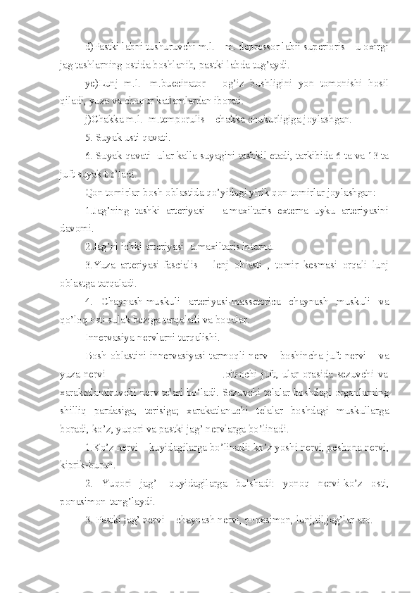 d)Pastki labni tushuruvchi m.l. – m. depressor labii superioris – u oxirgi
jag tashlarning ostida boshlanib, pastki labda tug’aydi.
ye)Lunj   m.l.-   m.buecinator   –   og’iz   bushligini   yon   tomonishi   hosil
qiladi, yuza va chuqur katlamlardan iborati.
j)Chakka m.l.- m.temporulis – chakka chukurligiga joylashgan.
5. Suyak usti qavati.
6. Suyak qavati- ular kalla suyagini tashkil etadi, tarkibida 6 ta va 13 ta
juft suyak bo’ladi.
Qon tomirlar-bosh oblastida qo’yidagi yirik qon tomirlar joylashgan:
1.Jag’ning   tashki   arteriyasi   –   a.maxiltaris   externa   uyku   arteriyasini
davomi.
2.Jag’ni ichki arteriyasi- a.maxiltaris interna.
3.Yuza   arteriyasi-fascialis   –   lenj   oblasti   ,   tomir   kesmasi   orqali   lunj
oblastga tarqaladi.
4.   Chaynash-muskuli   arteriyasi-masseterica   chaynash   muskuli   va
qo’loq osti sulak beziga tarqaladi va boqalar.
Innervasiya-nervlarni tarqalishi.
Bosh oblastini innervasiyasi-tarmoqli nerv- –boshincha juft nervi – va
yuza   nervi                                                             .oltinchi   juft,   ular   orasida   sezuvchi   va
xarakatlantiruvchi nerv telari bo’ladi. Sezuvchi telalar boshdagi organlarning
shilliq   pardasiga,   terisiga;   xarakatlanuchi   telalar   boshdagi   muskullarga
boradi, ko’z, yuqori va pastki jag’ nervlarga bo’linadi.
1.Ko’z nervi – kuyidagilarga bo’linadi: ko’z yoshi nervi, peshona nervi,
kiprik-burun.
2.   Yuqori   jag’-   q uyidagilarga   bulshadi:   yonoq   nervi-ko’z   osti,
ponasimon-tang’laydi.
3. Pastki jag’ nervi -  chaynash nervi, ponasimon, lunj,til,jag’lar aro. 