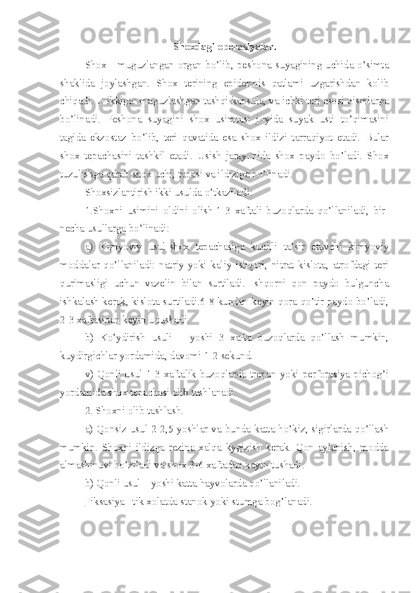 Shoxdagi operasiyalar.
Shox  - muguzlangan  organ  bo’lib,  peshona  suyagining  uchida o’simta
shaklida   joylashgan.   Shox   terining   epidermis   qatlami   uzgarishdan   kolib
chiqadi. U ikkiga: muguzlashgan tashqi kapsula, va ichki teri asosi qismlarga
bo’linadi.   Peshona   suyagini   shox   usimtasi   joyida   suyak   usti   to’qimasini
tagida   ekzostaz   bo’lib,   teri   qavatida   esa   shox   ildizi   tarraqiyot   etadi.   Bular
shox   tepachasini   tashkil   etadi.   Usish   jarayonida   shox   paydo   bo’ladi.   Shox
tuzulishga qarab shox uchi, tapasi va ildiziga bo’linadi.
Shoxsizlantirish ikki usulda o’tkaziladi:
1.Shoxni   usimini   oldini   olish-1-3   xaftali   buzoqlarda   qo’llaniladi,   bir-
necha usullarga bo’linadi:
a)   Kimyoviy   usul-shox   tepachasiga   kuchli   ta’sir   etuvchi   kimyoviy
moddalar   qo’llaniladi:   natriy   yoki   kaliy   ishqori,   nitrat   kislota,   atrofdagi   teri
qurimasligi   uchun   vazelin   bilan   surtiladi.   Ishqorni   qon   paydo   bulguncha
ishkalash kerak, kislota surtiladi.6-8 kundan keyin qora-qo’tir paydo bo’ladi,
2-3 xaftasidan keyin u tushadi.
b)   Ko’ydirish   usuli   –   yoshi   3   xafta   buzoqlarda   qo’llash   mumkin,
kuydirgichlar yordamida, davomi 1-2 sekund.
v) Qonli usul 1-3 xaftalik buzoqlarda trepan yoki perforasiya pichog’i
yordamida shox tepachasi olib tashlanadi.
2. Shoxni olib tashlash.
a) Qonsiz usul-2-2,5 yoshlar va bunda katta ho’kiz, sigirlarda qo’llash
mumkin.   Shoxni   ildizga   rezina   xalqa   kygizish   kerak.   Qon   aylanish,   modda
almashinuvi bo’ziladi va shox 3-6 xaftadan keyin tushadi.
b) Qonli usul – yoshi katta hayvolarda qo’llaniladi.
Fiksasiya  –tik xolatda stanok yoki stumga bog’lanadi. 