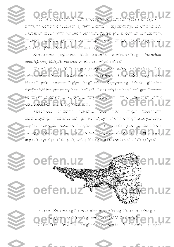 Chechevichkalar orqali  kartoshka parshasi  (Streptomyces scabies), xo‘l
chirishni   keltirib  chiqaruvchi   (Erwinia   corotovora)   bakteriyalar   kirib  keladi.
Ustitsalar   orqali   kirib   keluvchi   zamburug‘larga   g‘alla   ekinlarida   parazitlik
qiluvchi   Puccinia   graminis   zamburug‘i   xosil   qilgan   o‘sish   naychalari
gifalarga aylanib ustitsalargacha etib boradi.
Zararlangan   joylardan   kirib   keluvchi   zamburug‘larga   Fusarium
moniliforme, Botrytis cinerea  va viruslar misol bo‘ladi.
O‘simlik   ichiga   kirib   kelgan   patogen   uning   xujayrasini   nobud   qilish
uchun   fermentlar   va   toksinlar   ta’sirini   boshlaydi.   Bu   ta’sirlar   patogenning
biotrof   yoki   nekrotrofligiga   bog‘liqdir.   Xujayraning   ichida   gifaning
rivojlanishidan   gaustoriy   hosil   bo‘ladi.   Gaustoriydan   hosil   bo‘lgan   ferment
va   toksinlar   ta’sirida   xujayrada   ro‘y   bergan   bioximik   jarayonlar   uning
kasallikka beriluvchanligini ortiradi.
Kasallikka   chidamli   navlarda   ular   hosil   qilgan   toksinlarni
parchalaydigan   moddalar   patogen   va   ho‘jayin   o‘simlikning   hususiyatlariga
bog‘liq   ravishda   kasallik   belgilarini   hosil   qilishi   yoki   chidamlilikni
namayon   qiladi.     Bunda     o‘simlik   xosil   qilgan   antitoksinlar     patogennning
xayot jarayoniga ta’sir qilib, uning biologik xususiyatlarini to‘sib qo‘yadi.
4-rasm. Karamning  Botrytis cinerea zamburug’i bilan zararlangan
to‘qimaning 2-kundagi emirilishi (M.V.Gorlenko)
O‘simlikda   kasallik   belgilarining   paydo   bo‘lguncha   patogen 