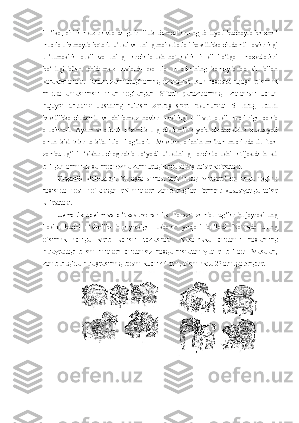 bo‘lsa,   chidamsiz   navlarda  gidrolitik   fermentlarning faoliyati kuchayib kraxmal
miqdori kamayib ketadi.  Oqsil va uning mahsulotlari kasallikka chidamli navlardagi
to‘qimasida   oqsil   va   uning   parchalanish   natijasida   hosil   bo‘lgan   maxsulotlari
ko‘pligi   bilan,   chidamsiz   navlarda   esa   ular   miqdorining   kamayib   borishi   bilan
xarakterlanadi. Parazit zamburug‘larniig   oziqlanish usuli bevosita hujayin o‘simlik
modda   almashinishi   bilan   bog‘langan.   SHartli   parazitlarning   oziqlanishi   uchun
hujayra   tarkibida   oqsilning   bo‘lishi   zaruriy   shart   hisoblanadi.   SHuning   uchun
kasallikka   chidamli   va   chidamsiz   navlar   orasidagi   tofovut   oqsil   miqdoriga   qarab
aniqlanadi.   Ayrim   vaqtlarda   o‘simlikning   chidamlilik   yoki   chidamsizlik   xususiyati
aminokislotalar tarkibi bilan bog‘liqdir. Masalan, adenin   ma’lum miqdorda fitoftora
zamburug‘ini o‘sishini chegaralab  qo‘yadi. Oqsilning parchalanishi natijasida hosil
bo‘lgan ammiak va  mochevina zamburug‘larga salbiy ta’sir ko‘rsatadi.
Organik   kislotalar .   Xujayra   shirasi   tarkibidagi   vodorod   ionlariga   bog‘liq
ravishda   hosil   bo‘ladigan   rN   miqdori   zamburug‘lar   ferment   xususiyatiga   ta’sir
ko‘rsatadi.
Osmotik   bosim   va   o‘tkazuvchanlik .  Parazit   zamburug‘lar   hujayrasining
bosim   kuchi   o‘simlik-   hujayrasiga   nisbatan   yuqori   bo‘ladi.   Natijada   uning
o‘simlik   ichiga   kirib   kelishi   tezlashadi.   Kasallikka   chidamli   navlarning
hujayradagi   bosim   miqdori   chidamsiz   navga   nisbatan   yuqori   bo‘ladi.   Masalan,
zamburug‘da hujayrasining  bosim kuchi 44 atm, o‘simlikda 22 atm.ga tengdir. 