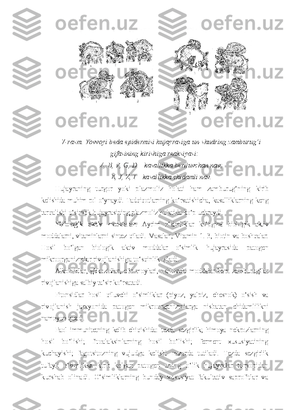 7-rasm. Yovvoyi beda epidermisi hujayrasiga un-shudring zamburug’i
gifasining kirishiga reaksiyasi:
A, B, V, G, D – kasallikka beriluvchan nav;
E, J, Z, I – kasallikka chidamli nav.
Hujayraning   turgor   yoki   plazmoliz   holati   ham   zamburug‘ning   kirib
kelishida muhim rol o‘ynaydi. Tadqiqotlarning ko‘rsatishicha,   kasalliklarning  keng
tarqalishi o‘simlik hujayrasining plazmoliz holatida ko‘p uchraydi.
Fiziologik   aktiv   moddalar .   Ayrim   o‘simliklar   ko‘pgina   biologik   aktiv
moddalarni,  vitaminlarni   sintez   qiladi.  Masalan,   Vitamin  1.  3,   biotin va boshqalar.
Hosil   bo‘lgan   biologik   aktiv   moddalar   o‘simlik   hujayrasida   patogen
mikroorganizmlar rivojlanishiga to‘sqinlik  qiladi.
Alkoloidlar,   glikozidlar,   efir   moylari,   oshlovchi   moddalar   ham   zamburug‘lar
rivojlanishiga salbiy ta’sir ko‘rsatadi.
Fitonsidlar   hosil   qiluvchi   o‘simliklar   (piyoz,   yalpiz,   chesnok)   o‘sish   va
rivojlanish   jarayonida   patogen   mikroorganizmlarga   nisbatan   chidamlilikni
namoyon qiladi.
Faol   immunitetning   kelib   chiqishida:   tezda   sezgirlik;   himoya   nekrozlarning
hosil   bo‘lishi;   fitoalaksinlarning   hosil   bo‘lishi;   ferment   xususiyatining
kuchayishi;   fagotsitozning   vujudga   kelishi   nazarda   tutiladi.   Tezda   sezgirlik
tufayli   o‘simlikka   kirib   kelgan   patogen   uning   o‘lik   hujayralar   tomonidan
kurshab   olinadi.   O‘simliklarning   bunday   xususiyat   fakultativ   saprofitlar   va 