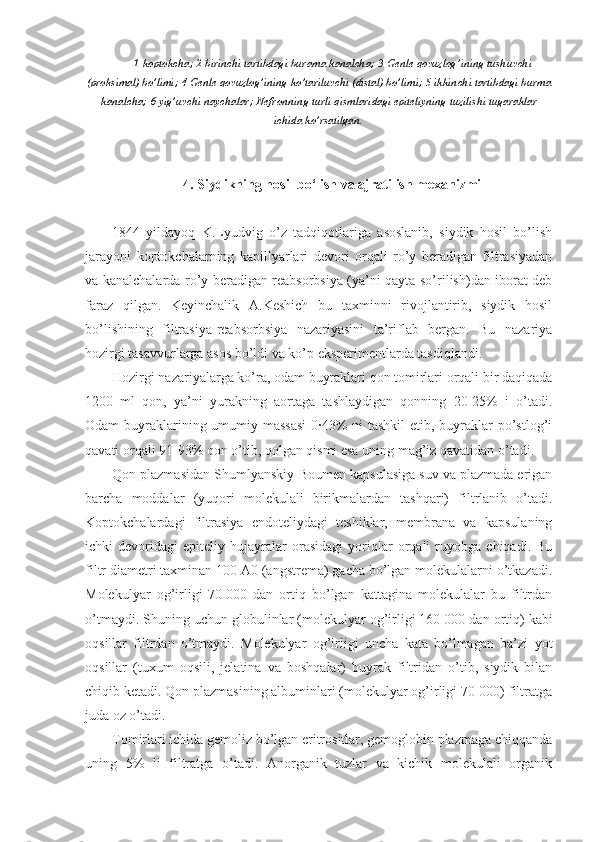 1- koptokcha ; 2- birinchi   tartibdagi   burama   kanalcha ; 3- Genle   qovuzlog ’ ining   tushuvchi
( proksimal )  bo ’ limi ; 4- Genle   qovuzlog ’ ining   ko ’ tariluvchi  ( distal )  bo ’ limi ; 5- ikkinchi   tartibdagi   burma
kanalcha ; 6- yig ’ uvchi   naychalar ;  Nefronning   turli   qismlaridagi   epiteliyning   tuzilishi   tugaraklar
ichida   ko ’ rsatilgan .
4. Siydikning hosil bo‘lish va ajratilish mexanizmi
1844   yildayoq   K.Lyudvig   o’z   tadqiqotlariga   asoslanib,   siydik   hosil   bo’lish
jarayoni   koptokchalarning   kapillyarlari   devori   orqali   ro’y   beradigan   filtrasiyadan
va kanalchalarda ro’y beradigan reabsorbsiya (ya’ni qayta so’rilish)dan iborat deb
faraz   qilgan.   Keyinchalik   A.Keshich   bu   taxminni   rivojlantirib,   siydik   hosil
bo’lishining   filtrasiya-reabsorbsiya   nazariyasini   ta’riflab   bergan.   Bu   nazariya
hozirgi tasavvurlarga asos bo’ldi va ko’p eksperimentlarda tasdiqlandi.
Hozirgi nazariyalarga ko’ra, odam buyraklari qon tomirlari orqali bir daqiqada
1200   ml   qon,   ya’ni   yurakning   aortaga   tashlaydigan   qonning   20-25%   i   o’tadi.
Odam buyraklarining umumiy massasi  0·43%  ni tashkil  etib, buyraklar po’stlog’i
qavati orqali 91-93% qon o’tib, qolgan qismi esa uning mag’iz qavatidan o’tadi. 
Qon plazmasidan Shumlyanskiy-Boumen kapsulasiga suv va plazmada erigan
barcha   moddalar   (yuqori   molekulali   birikmalardan   tashqari)   filtrlanib   o’tadi.
Koptokchalardagi   filtrasiya   endoteliydagi   teshiklar,   membrana   va   kapsulaning
ichki   devoridagi   epiteliy   hujayralar   orasidagi   yoriqlar   orqali   ruyobga   chiqadi.   Bu
filtr diametri taxminan 100 A0 (angstrema) gacha bo’lgan molekulalarni o’tkazadi.
Molekulyar   og’irligi   70   000   dan   ortiq   bo’lgan   kattagina   molekulalar   bu   filtrdan
o’tmaydi. Shuning uchun globulinlar (molekulyar og’irligi 160   000 dan ortiq) kabi
oqsillar   filtrdan   o’tmaydi.   Molekulyar   og’irligi   uncha   kata   bo’lmagan   ba’zi   yot
oqsillar   (tuxum   oqsili,   jelatina   va   boshqalar)   buyrak   filtridan   o’tib,   siydik   bilan
chiqib ketadi. Qon plazmasining albuminlari (molekulyar og’irligi 70 000) filtratga
juda oz o’tadi. 
Tomirlari ichida gemoliz bo’lgan eritrositlar, gemoglobin plazmaga chiqqanda
uning   5%   li   filtratga   o’tadi.   Anorganik   tuzlar   va   kichik   molekulali   organik 