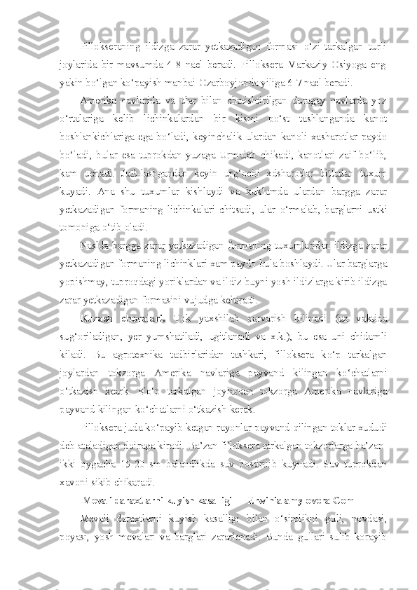 Fillokseraning   ildizga   zarar   yetkazadigan   formasi   o‘zi  
tarkalgan   turli
joylarida   bir   mavsumda   4-8   nael   beradi.   Fil loksera   Markaziy   Osiyoga   eng
yakin b o‘ lgan k o‘ payish manbai-Ozarboyjonda yiliga 6-7 nael beradi.
Amerika   navlarida   va   ular   bilan   chatishtirilgan   duragay   navlarda   yoz
o‘ rtalariga   kelib   lichinkalardan   bir   kismi   p o‘ st   tashlanganda   kanot
boshlankichlariga   ega   b o‘ ladi,   keyinchalik   ulardan   kanoli   xasharotlar   paydo
b o‘ ladi,   bular   esa   tuprokdan   yuzaga   Urmalab   chikadi,   kanotlari   zaif   bo‘lib,
kam   uchadi.   Juft-lashgandan   keyin   ur g‘ ochi   xdsharotlar   bittadan   tuxum
kuyadi.   Ana   shu   tuxumlar   kishlaydi   va   kuklamda   ulardan   bargga   zarar
yetkaza digan   formaning   lichinkalari   chitsadi,   ular   o‘ rmalab,   barglarni   ustki
tomoniga  o‘ tib oladi.
N a s lda bargga zarar yetkazadigan formaning tuxumlaridan ildizga zarar
yetkaza digan formaning lichinklari xam paydo bula boshlaydi. Ular barglarga
yopishmay, tupro q dagi yoriklardan va ildiz buyni yosh ildizlarga kirib ildizga
zarar yetkazadigan formasini vujudga keltiradi.
Kurash   choralari.   Tok   yaxshilab   parvarish   kilinadi   (uz   vaktida
su g‘ oriladigan,   yer   yumshatiladi,   ugitlanadi   va   x.k.),   bu   esa   uni   chidamli
kiladi.   Bu   agrotexnika   tadbirlaridan   tashkari,   filloksera   k o‘ p   tarkalgan
joylardan   tokzorga   Amerika   navlariga   payvand   kilingan   k o‘ chatlarni
o‘ tkazish   keark.   K o‘ p   tarkalgan   joylardan   tokzorga   Amerika   navlariga
payvand kilingan k o‘ chatlarni  o‘ tkazish kerak.
Filloksera juda k o‘ payib ketgan rayonlar payvand  q ilingan toklar xududi
deb ataladigan doiraga kiradi. Ba’zan filloksera tarkalgan tokzorlarga ba’zan-
ikki   oygacha   15-20   sm   balandlikda   suv   bostirilib   kuyiladi.   Suv   tuprokdan
xavoni sikib chikaradi.
  Mevali daraxtlarni kuyish kasalligi — Erwinia amylovora Com
Mevali   daraxtlarni   kuyish   kasalligi   bilan   o‘simlikni   gu li,   novdasi,
poyasi,   yosh   mevalari   va   barglari   zararlanadi.   Bunda   gullari   sulib   korayib 