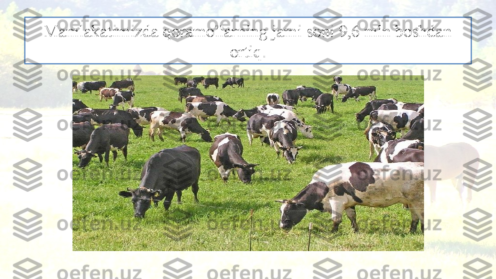 Mamlakatimizda qoramollarning jami soni 9,6 mln boshdan 
ortiq. 