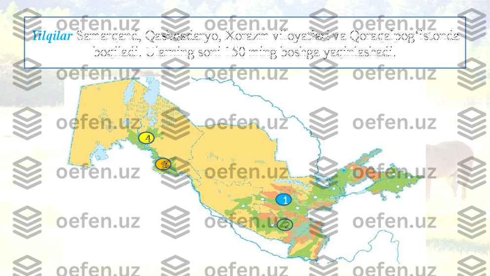 Yilqilar  Samarqand, Qashqadaryo, Xorazm viloyatlari va Qoraqalpog‘istonda 
boqiladi. Ularning soni 150 ming boshga yaqinlashadi.
1
234 