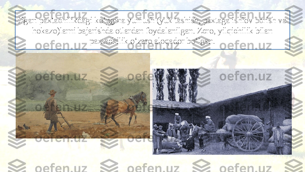 Ilgari paxtachilikdagi ko‘pgina yumush (yuk tashish, paxtaga ishlov berish va 
hokazo)larni bajarishda otlardan foydalanilgan. Zero, yilqichilik bilan 
paxtachilik o‘zaro aloqador bo‘lgan. 