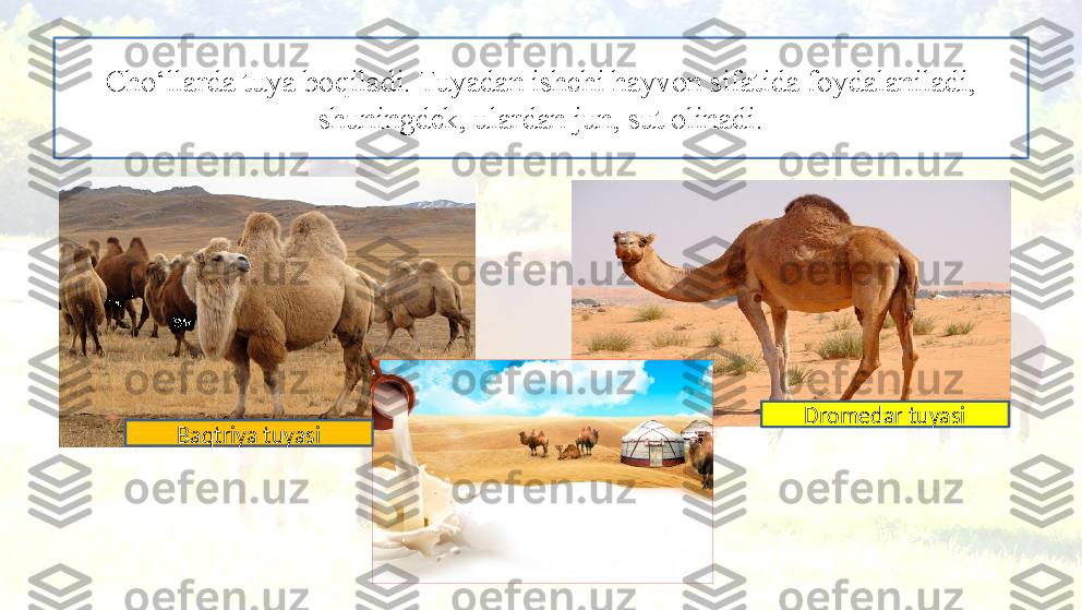 Cho‘llarda tuya boqiladi. Tuyadan ishchi hayvon sifatida foydalaniladi, 
shuningdek, ulardan jun, sut olinadi.
Baqtriya tuyasi Dromedar tuyasi 