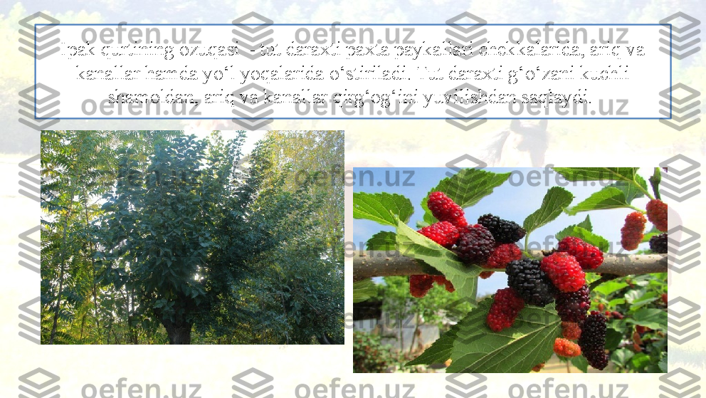 Ipak qurtining ozuqasi – tut daraxti paxta paykallari chekkalarida, ariq va 
kanallar hamda yo‘l yoqalarida o‘stiriladi. Tut daraxti g‘o‘zani kuchli 
shamoldan, ariq va kanallar qirg‘og‘ini yuvilishdan saqlaydi.  