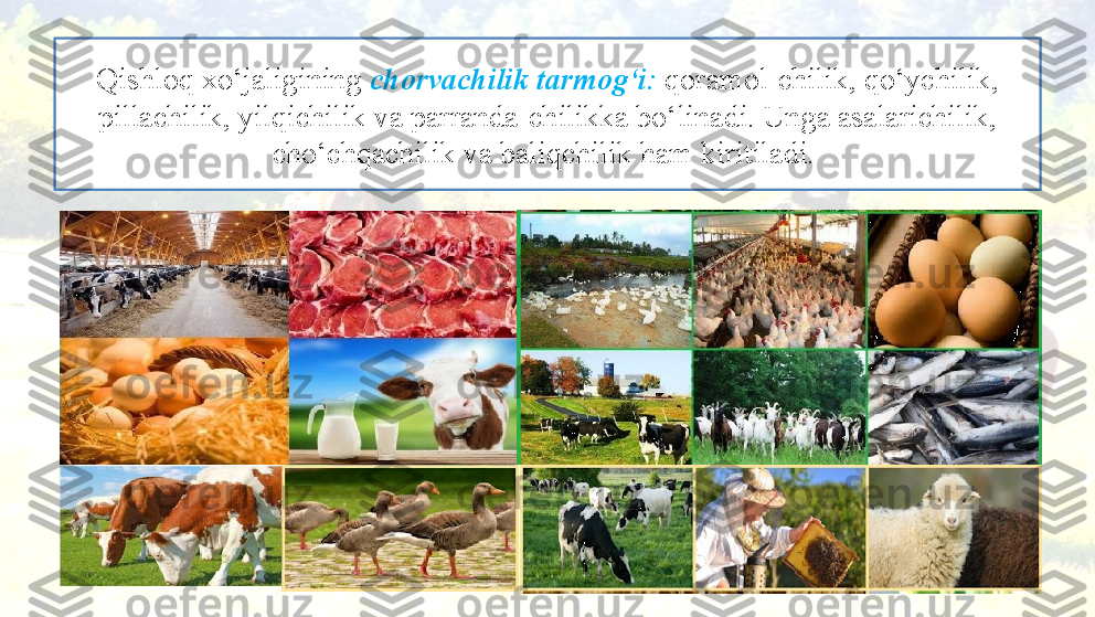 Qishloq xo‘jaligining  chorvachilik tarmog‘i:  qoramol-chilik, qo‘ychilik, 
pillachilik, yilqichilik va parranda-chilikka bo‘linadi. Unga asalarichilik, 
cho‘chqachilik va baliqchilik ham kiritiladi.  