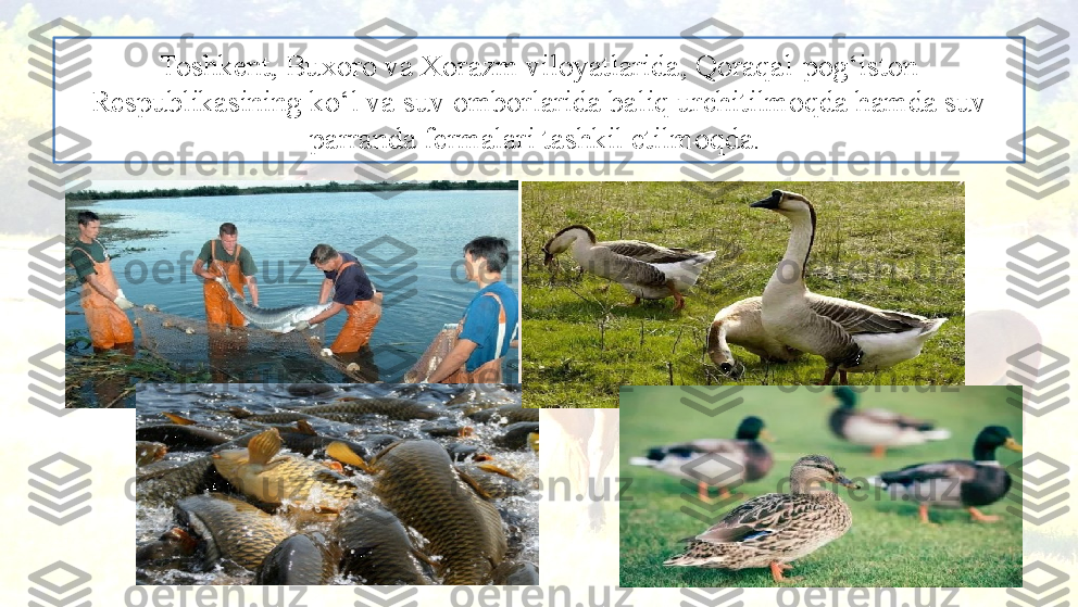 Toshkent, Buxoro va Xorazm viloyatlarida, Qoraqal-pog‘iston 
Respublikasining ko‘l va suv omborlarida baliq urchitilmoqda hamda suv 
parranda fermalari tashkil etilmoqda.  