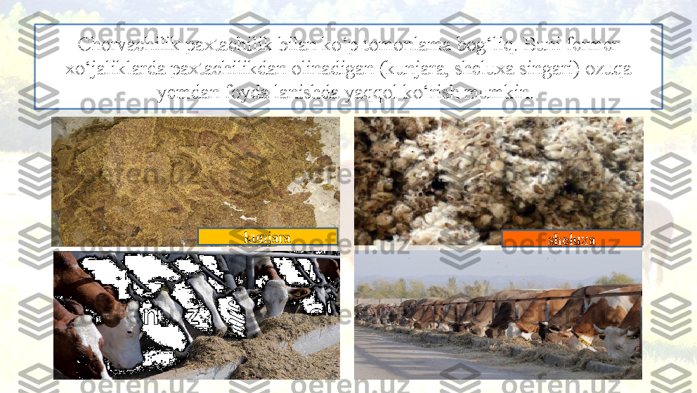 Chorvachilik paxtachilik bilan ko‘p tomonlama bog‘liq. Buni fermer 
xo‘jaliklarda paxtachilikdan olinadigan (kunjara, sheluxa singari)  ozuqa 
yemdan foyda lanishda yaqqol  ko‘rish mumkin. 
kunjara
sheluxa 