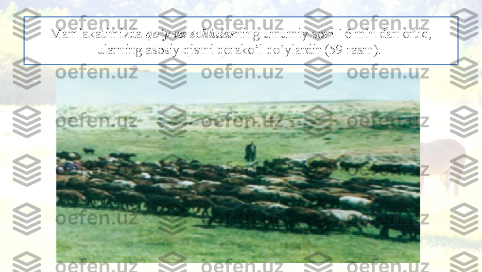 Mamlakatimizda  qo‘y va echkilar ning umumiy soni 16 mln dan ortiq, 
ularning asosiy qismi qorako‘l qo‘ylardir (59-rasm).  